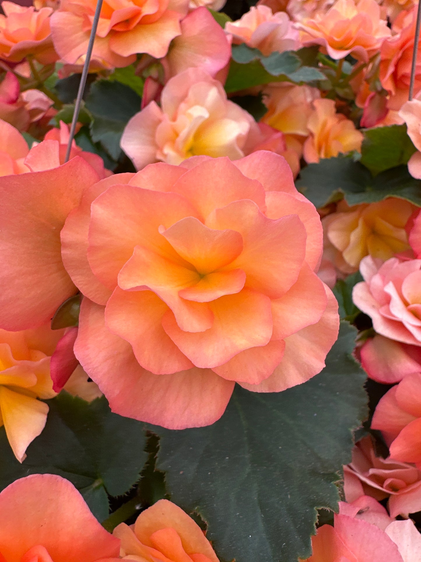 BEGONIA SOLENIAS APRICOT - 10'' HANGING BASKET