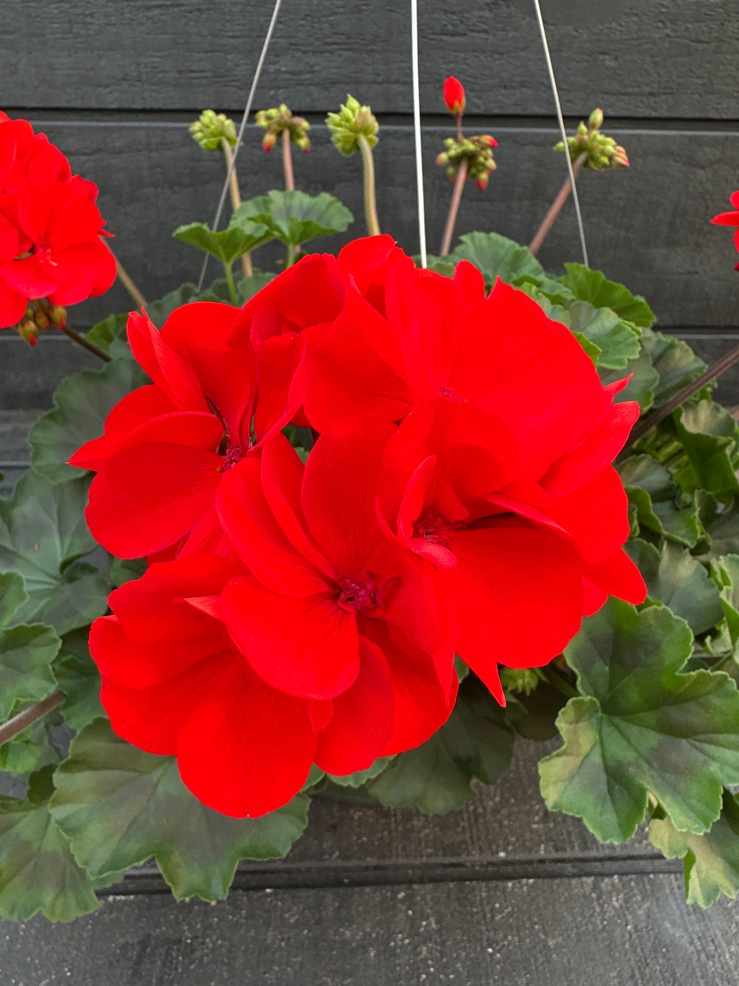 GERANIUM CALLIOPE MEDIUM BRIGHT SCARLET DARK LEAF - 10" HANGING BASKET