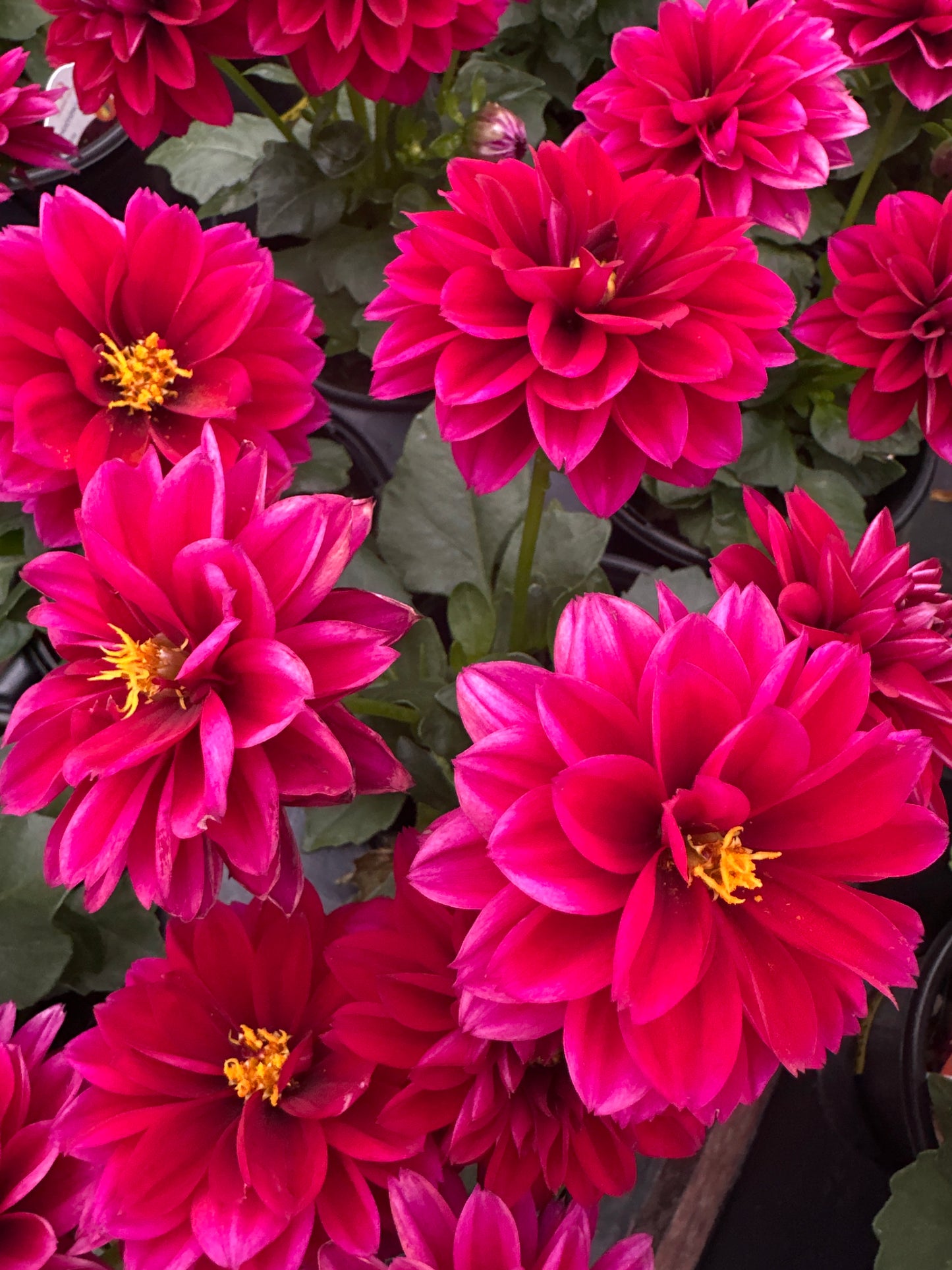 DAHLIA NOVATION RUBY - QUART POT