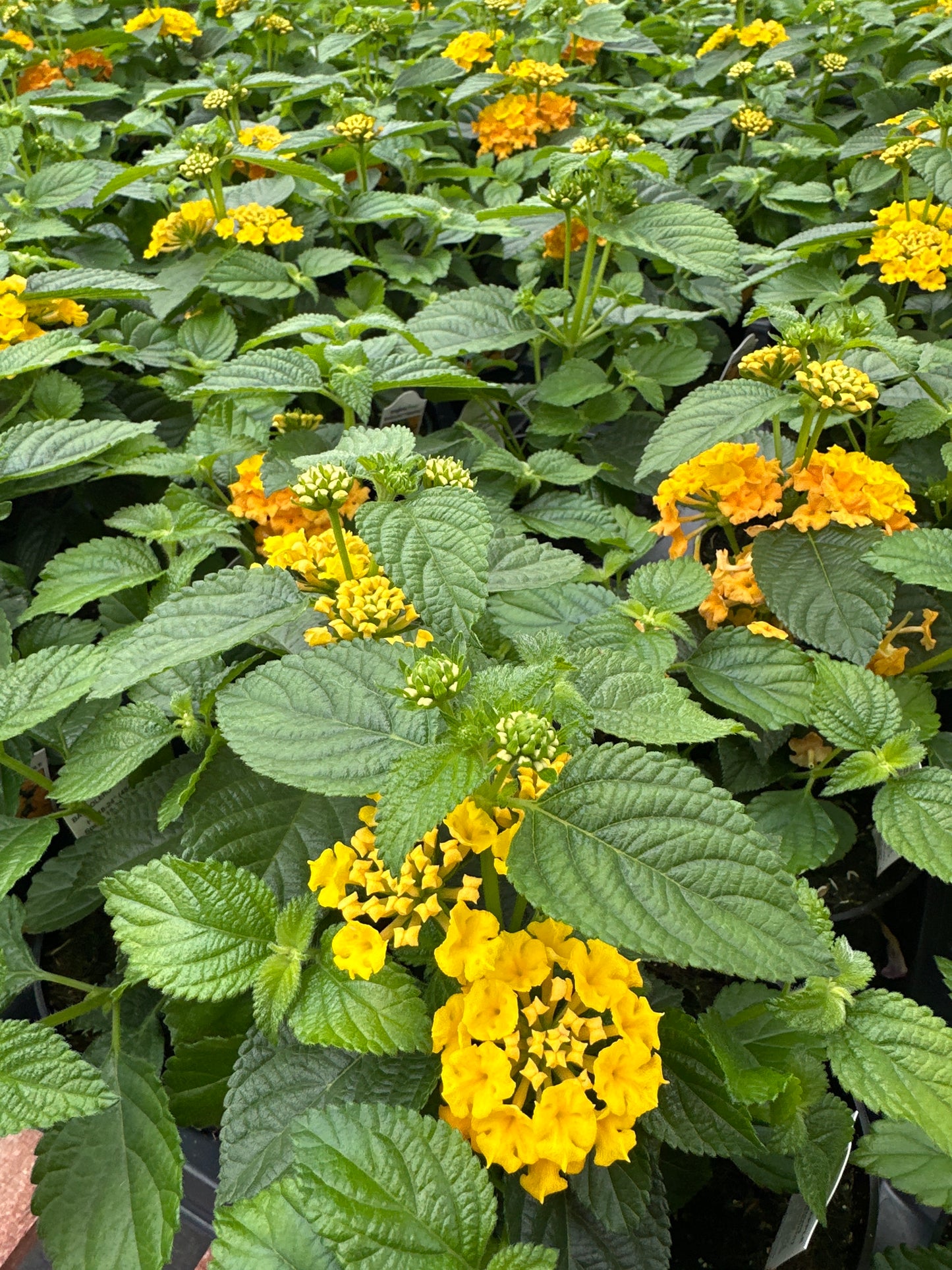 LANTANA BANDELERO PINEAPPLE - 4" POT