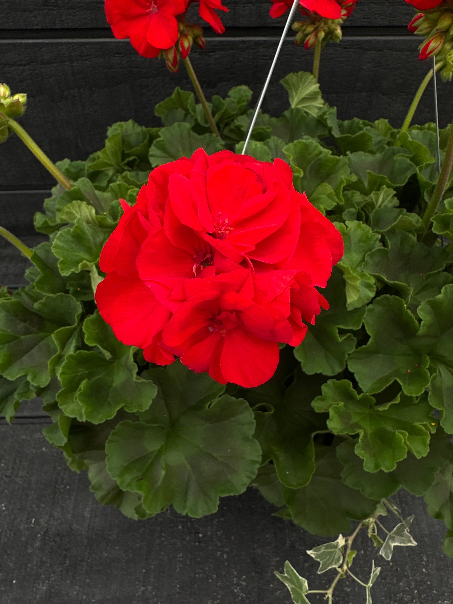 BASKET #52 - 10" HANGING BASKET