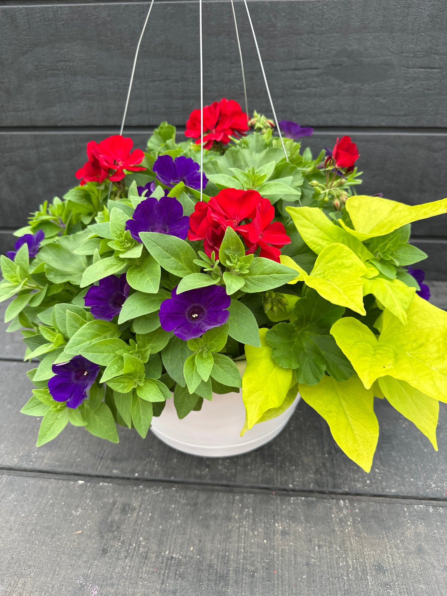 BASKET #67 - 12'' HANGING BASKET