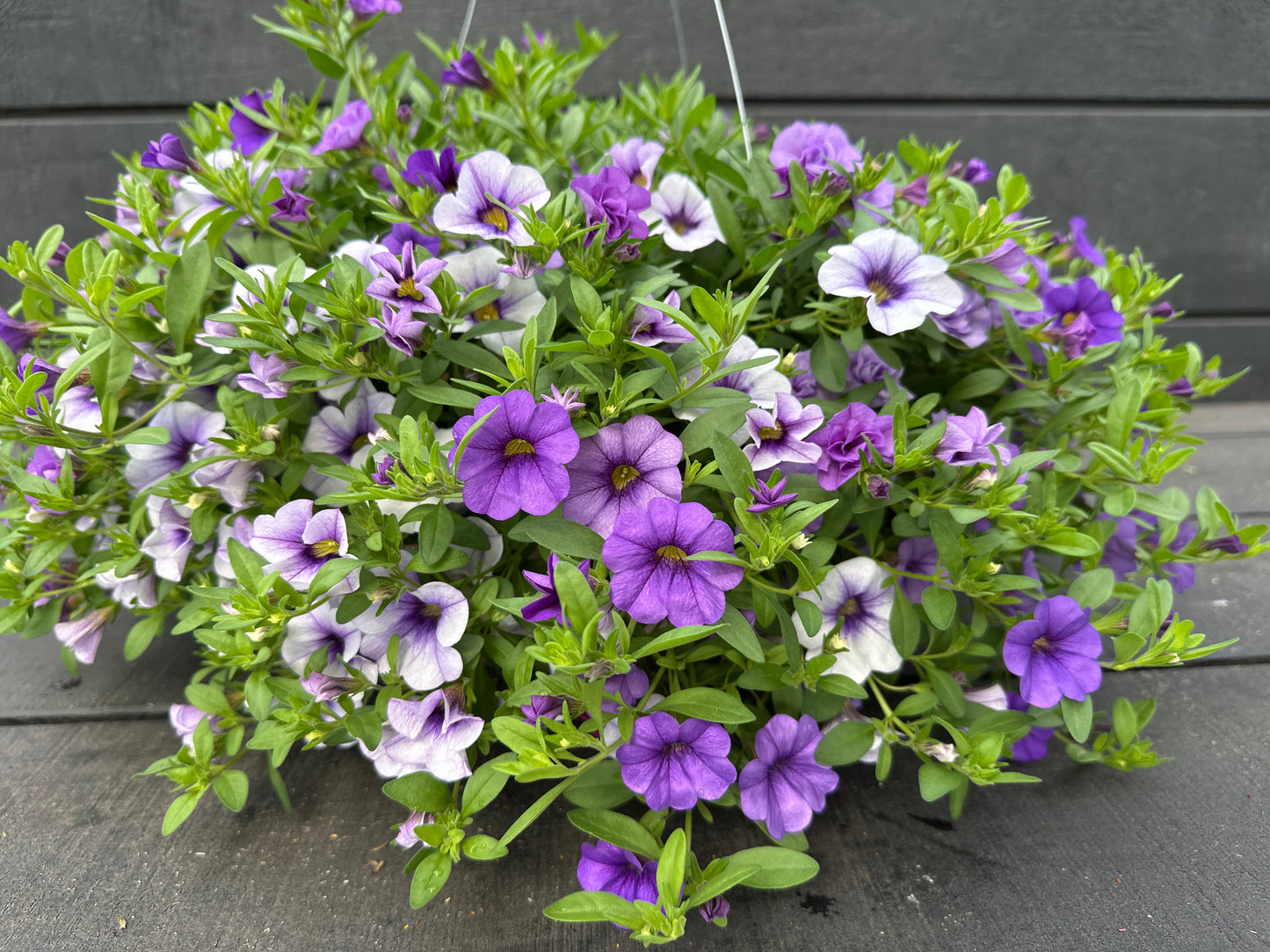 COMBO BREAK THE ICE - 10'' HANGING BASKET