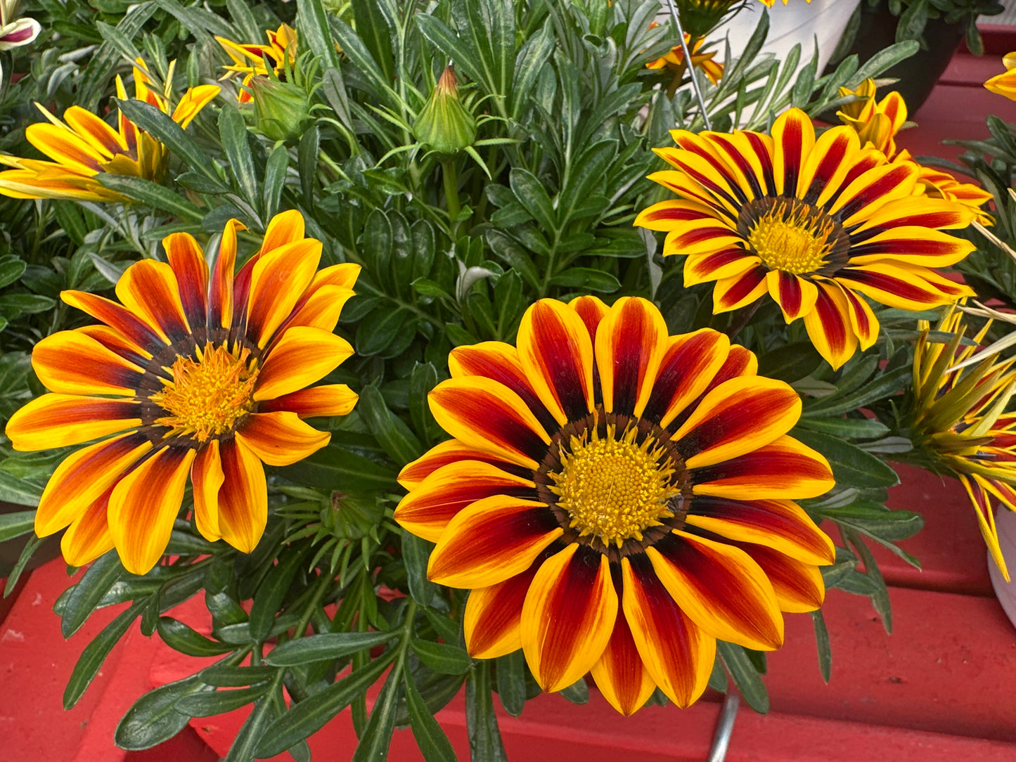 GAZANIA BIG KISS YELLOW FLAME - 8" HANGING BASKET