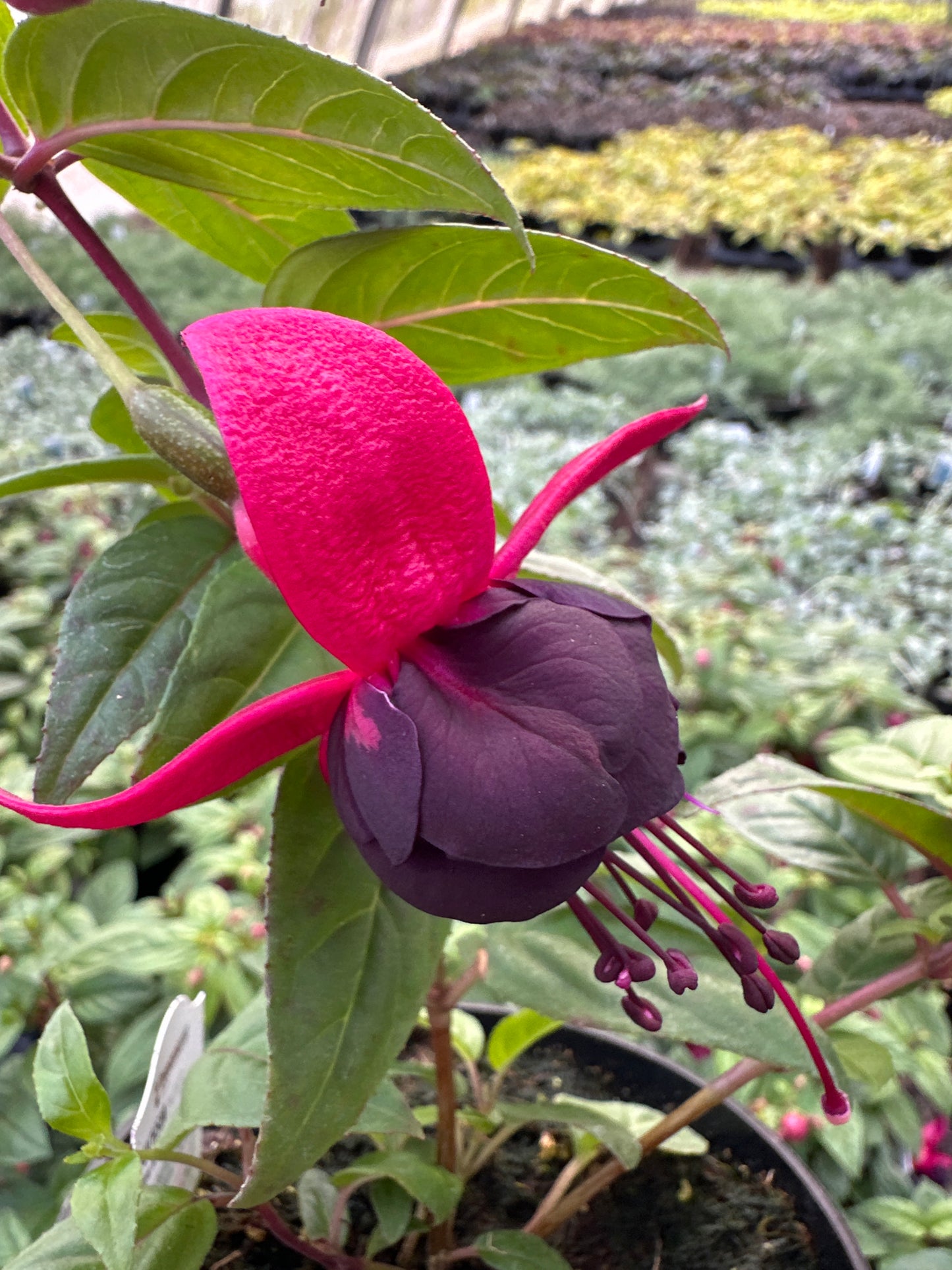 FUCHSIA NEW MILLENNIUM - 4'' POT