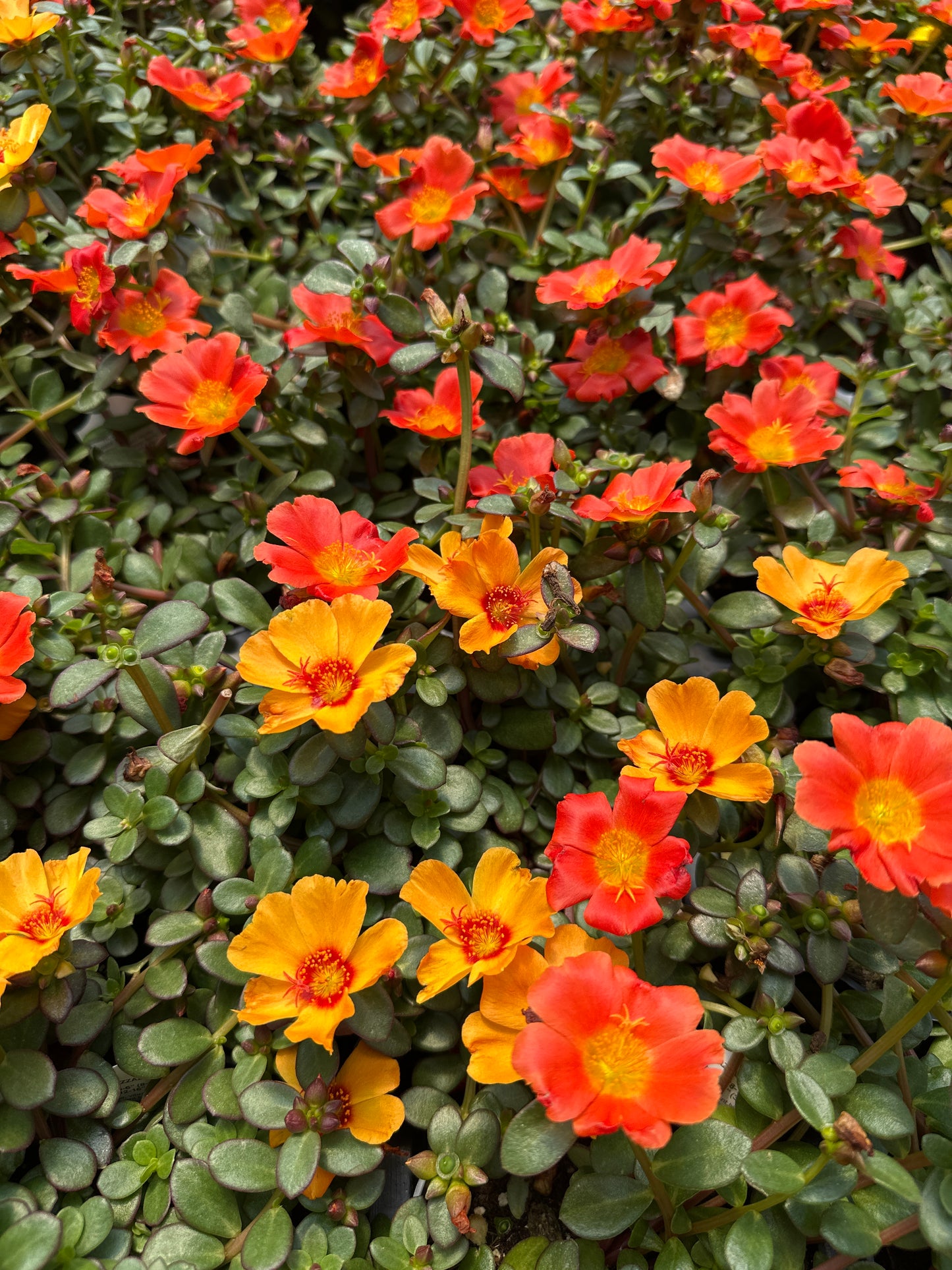 PORTULACA MEGA PAZZAZ ORANGE - 4" POT