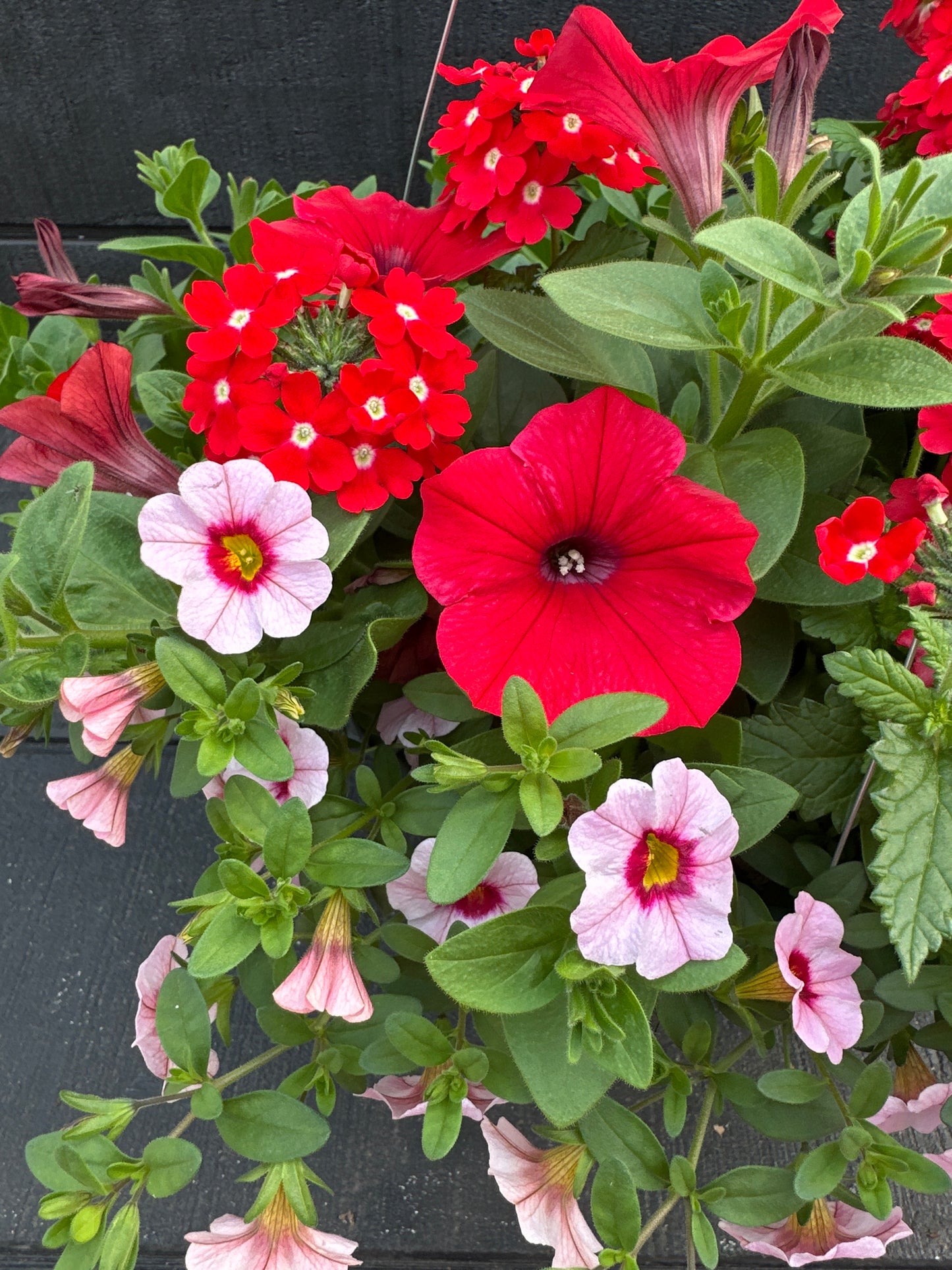 COMBO GLAMOUR GIRL - 10'' HANGING BASKET