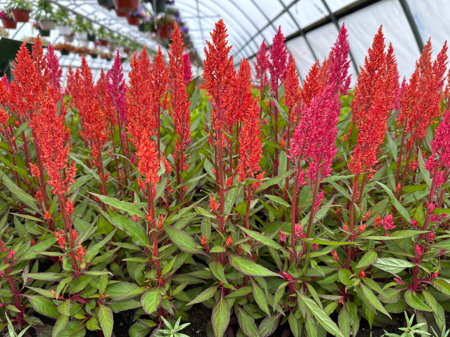 CELOSIA CENTURY SALMON PINK - JUMBO 6 PACK