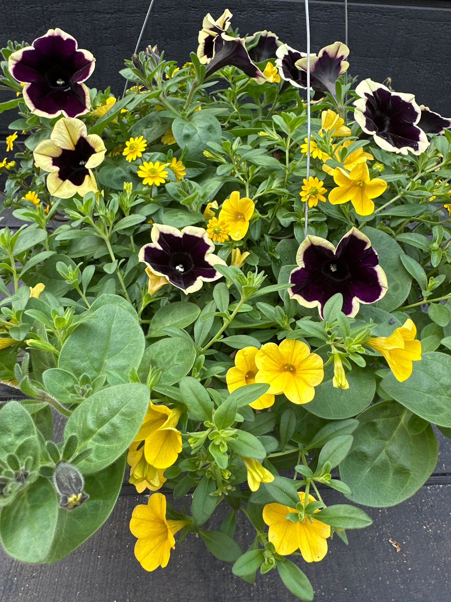 BASKET #25 - 10'' HANGING BASKET