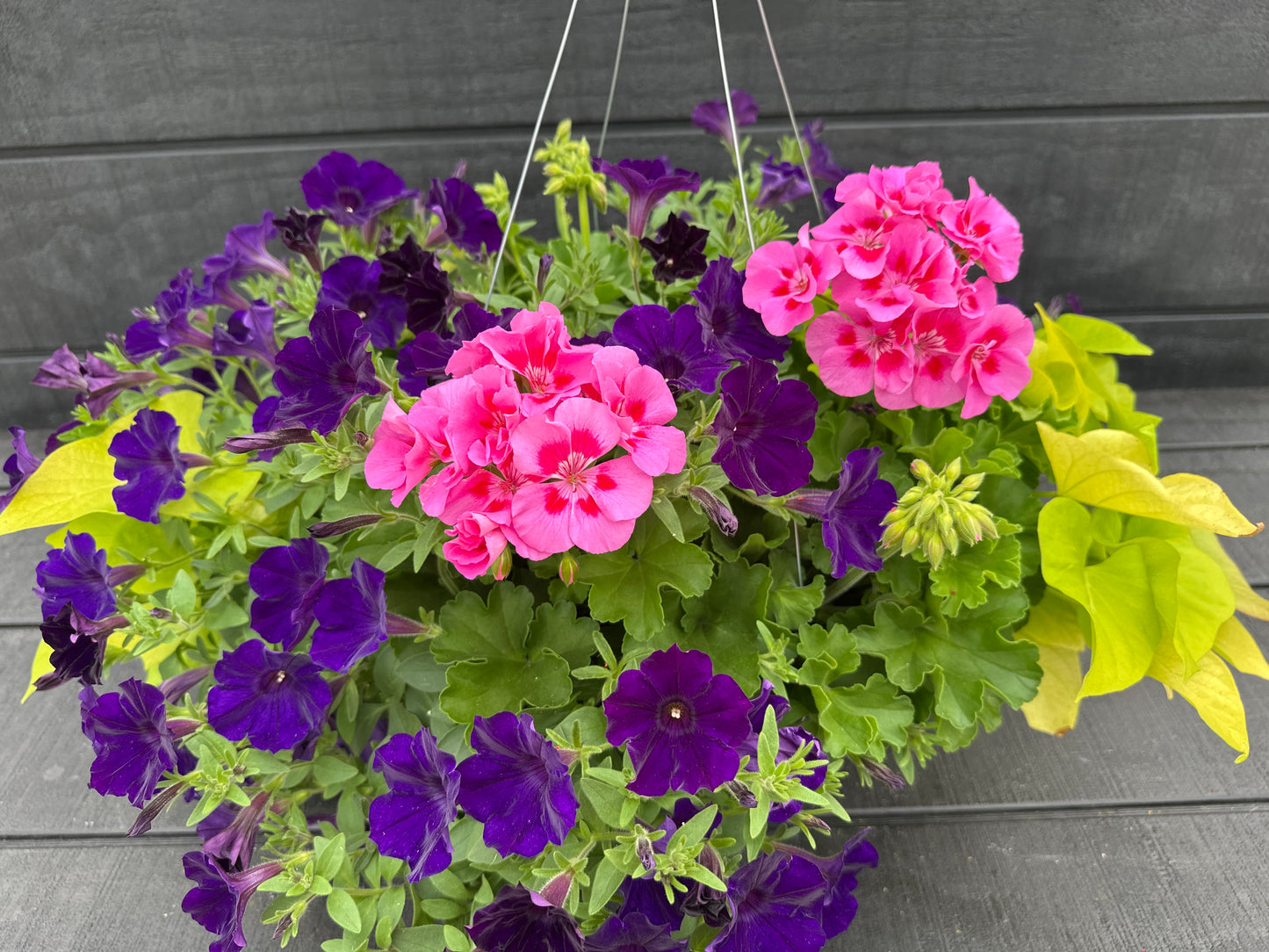 BASKET #23 - 12" HANGING BASKET