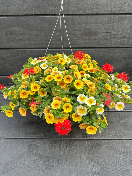 COMBO SUNSHINY DAY - 10" HANGING BASKET