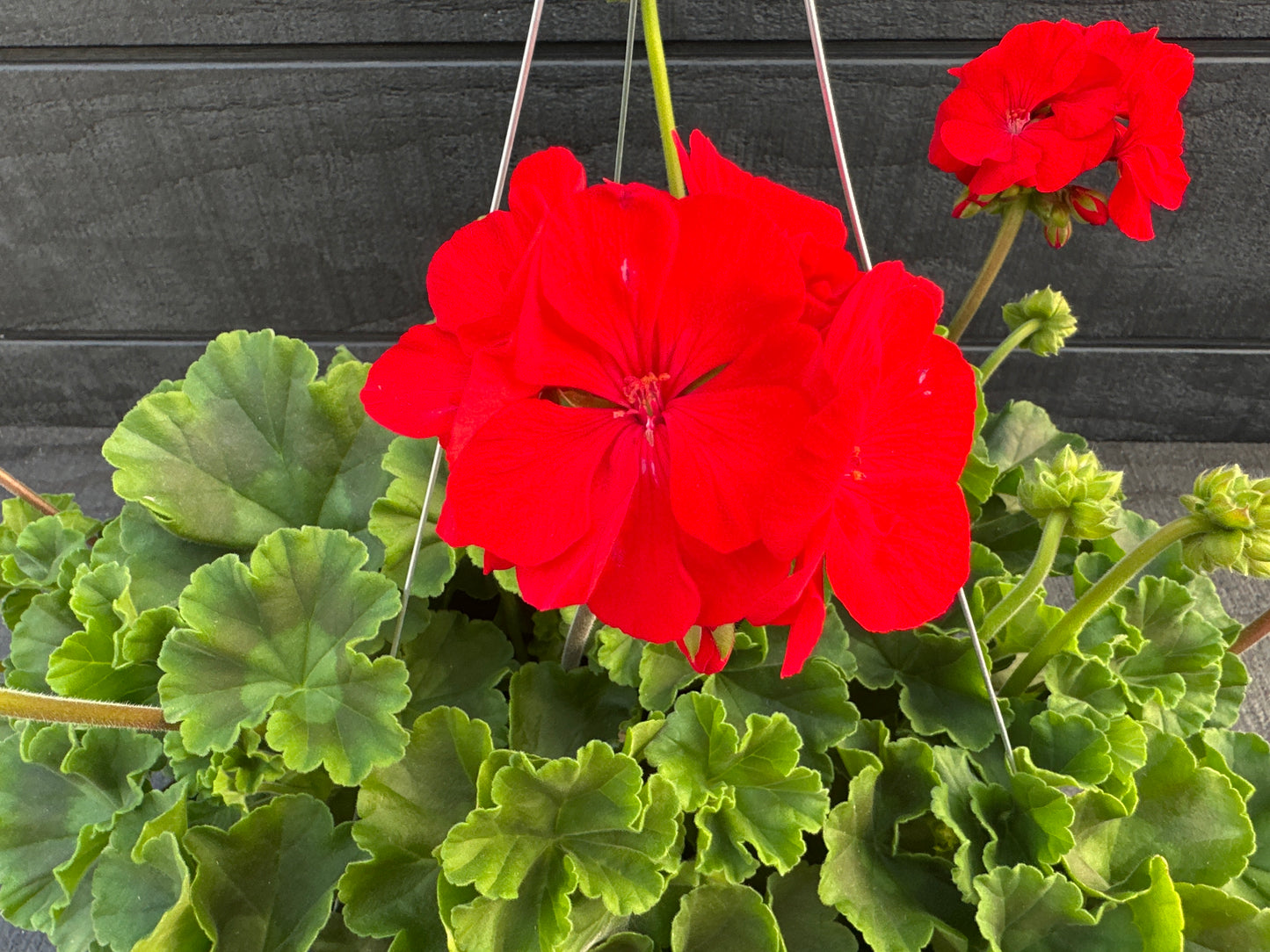 GERANIUM DYNAMO RED - 10" HANGING BASKET