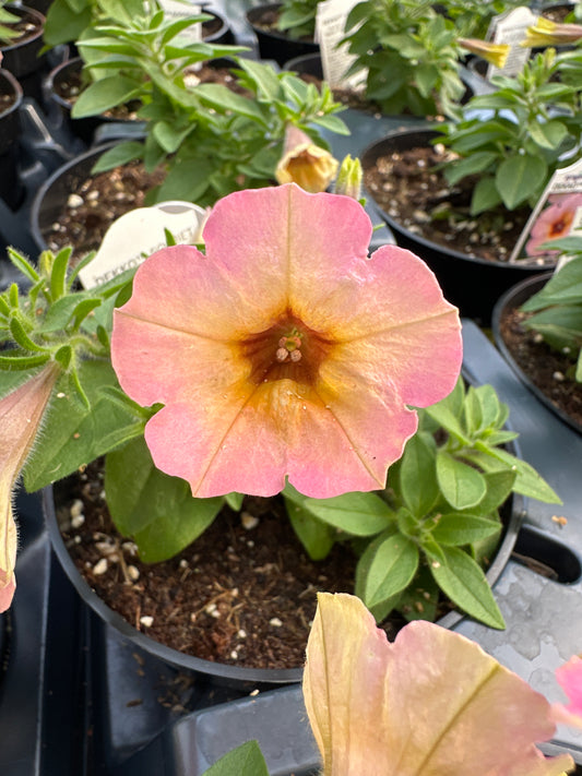 PETUNIA DEKKO SORBET - 4'' POT