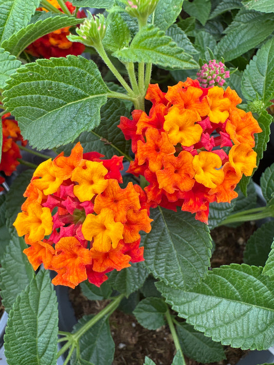 LANTANA LUSCIOUS CITRUS BLEND - QUART POT