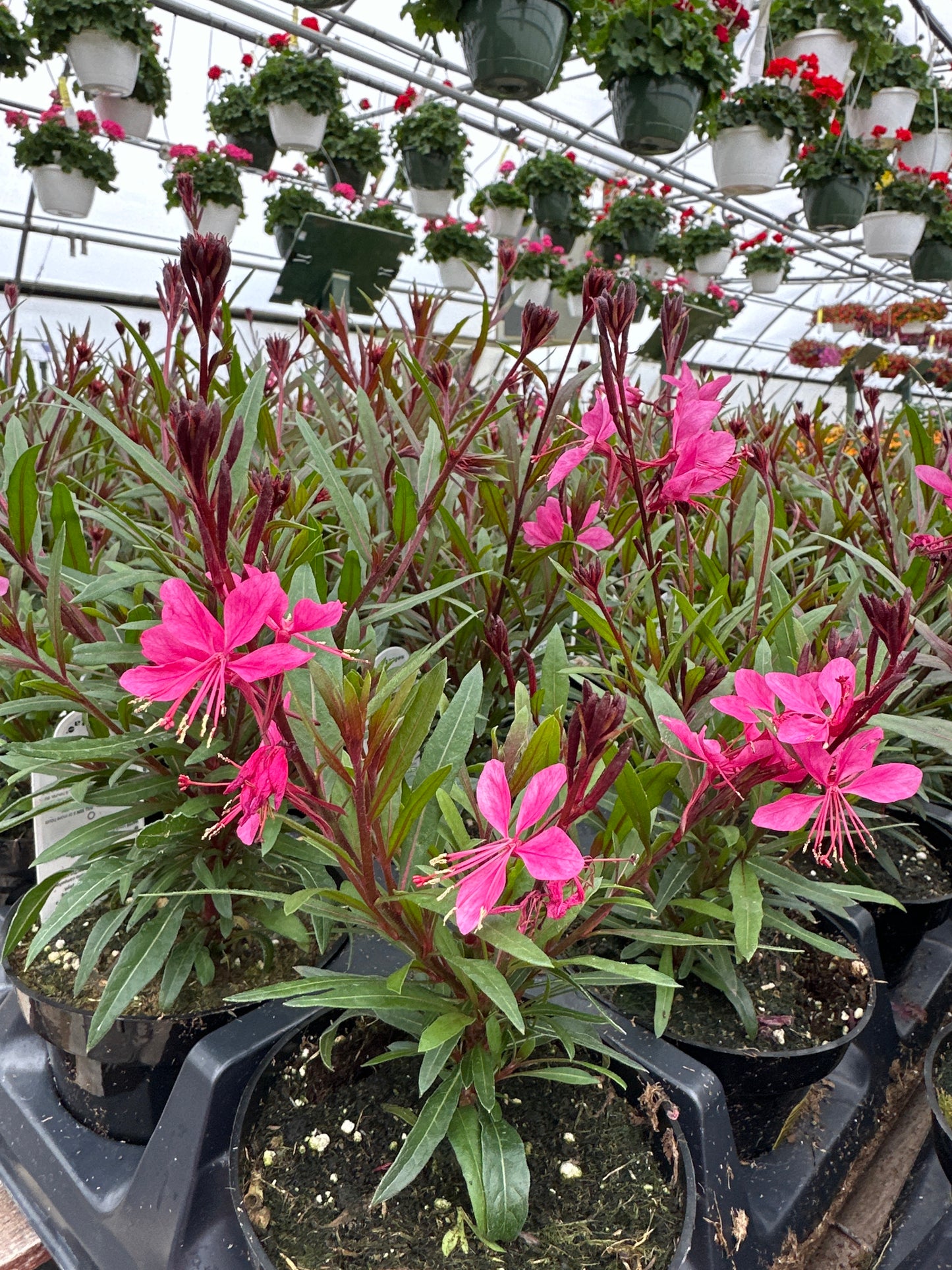 GAURA BELLEZA DARK PINK - 4'' POT