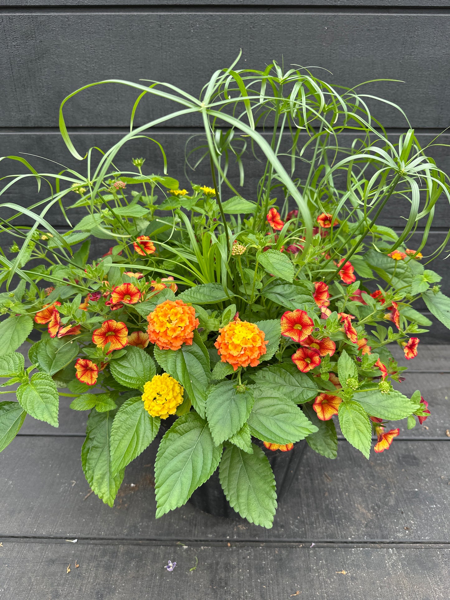 COMBO #88 - 12'' POT