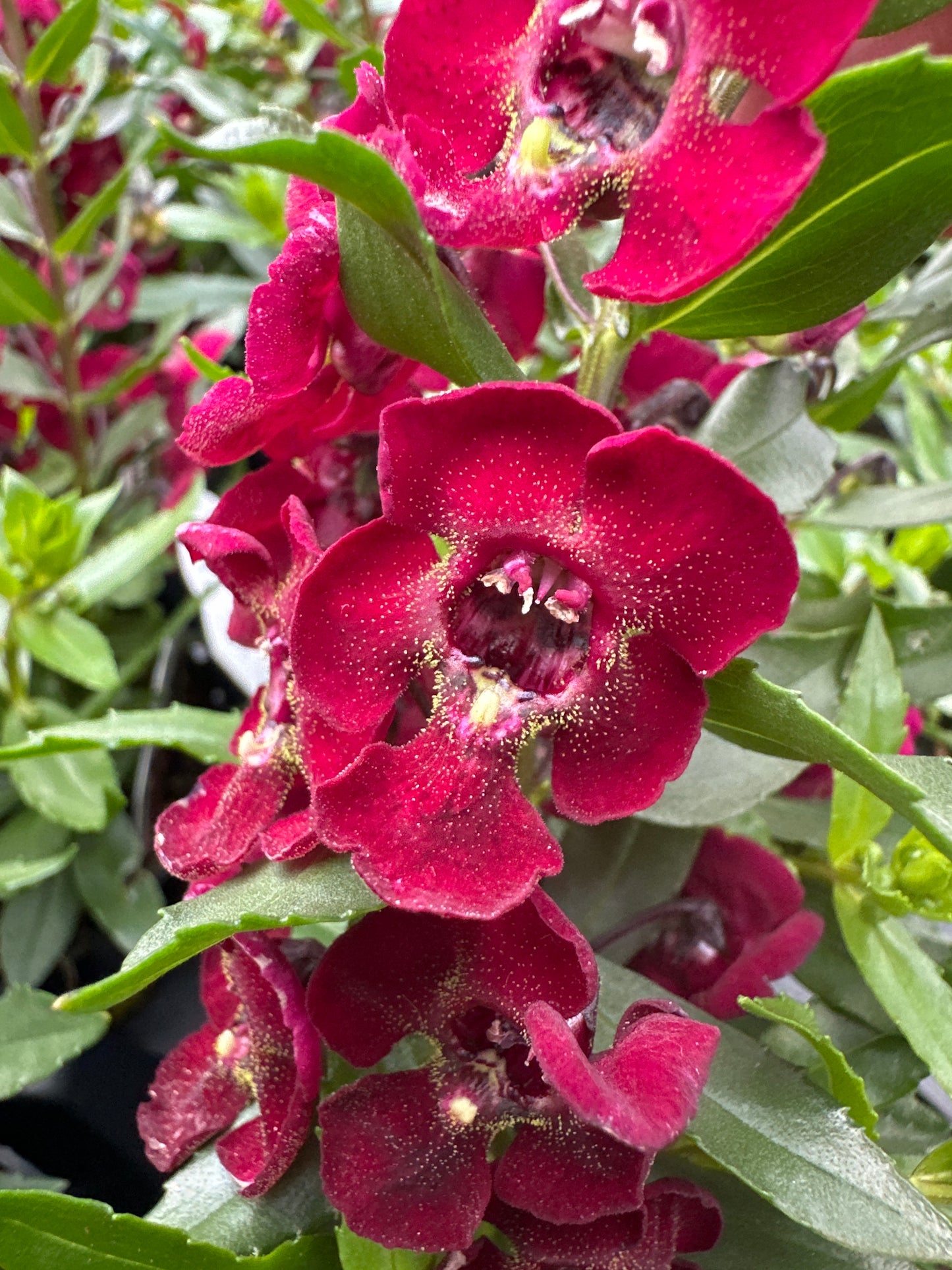 ANGELONIA ARCHANGEL RUBY SANGRIA - 4" POT