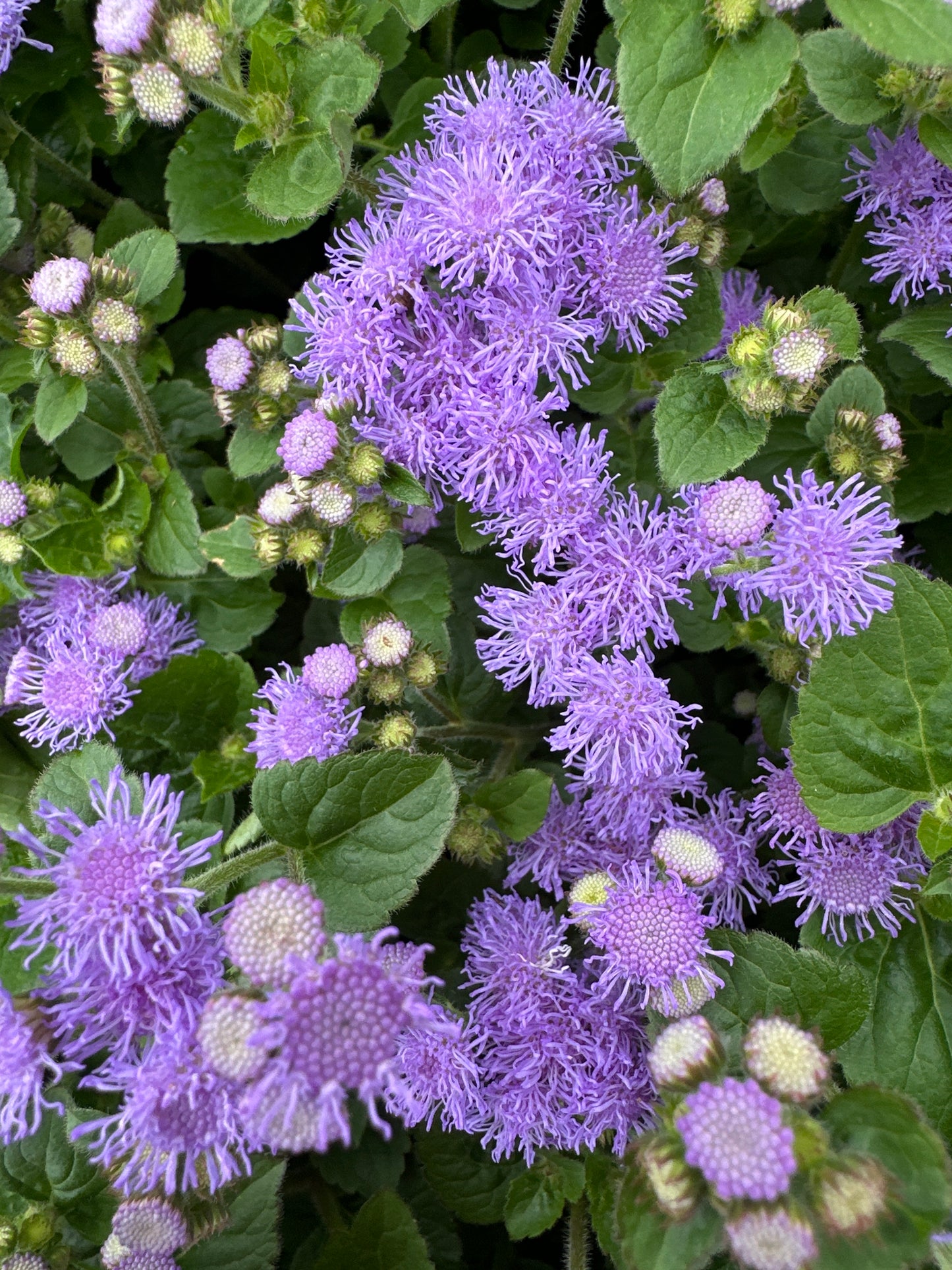 AGERATUM PARC MAJORELLE - 4" POT