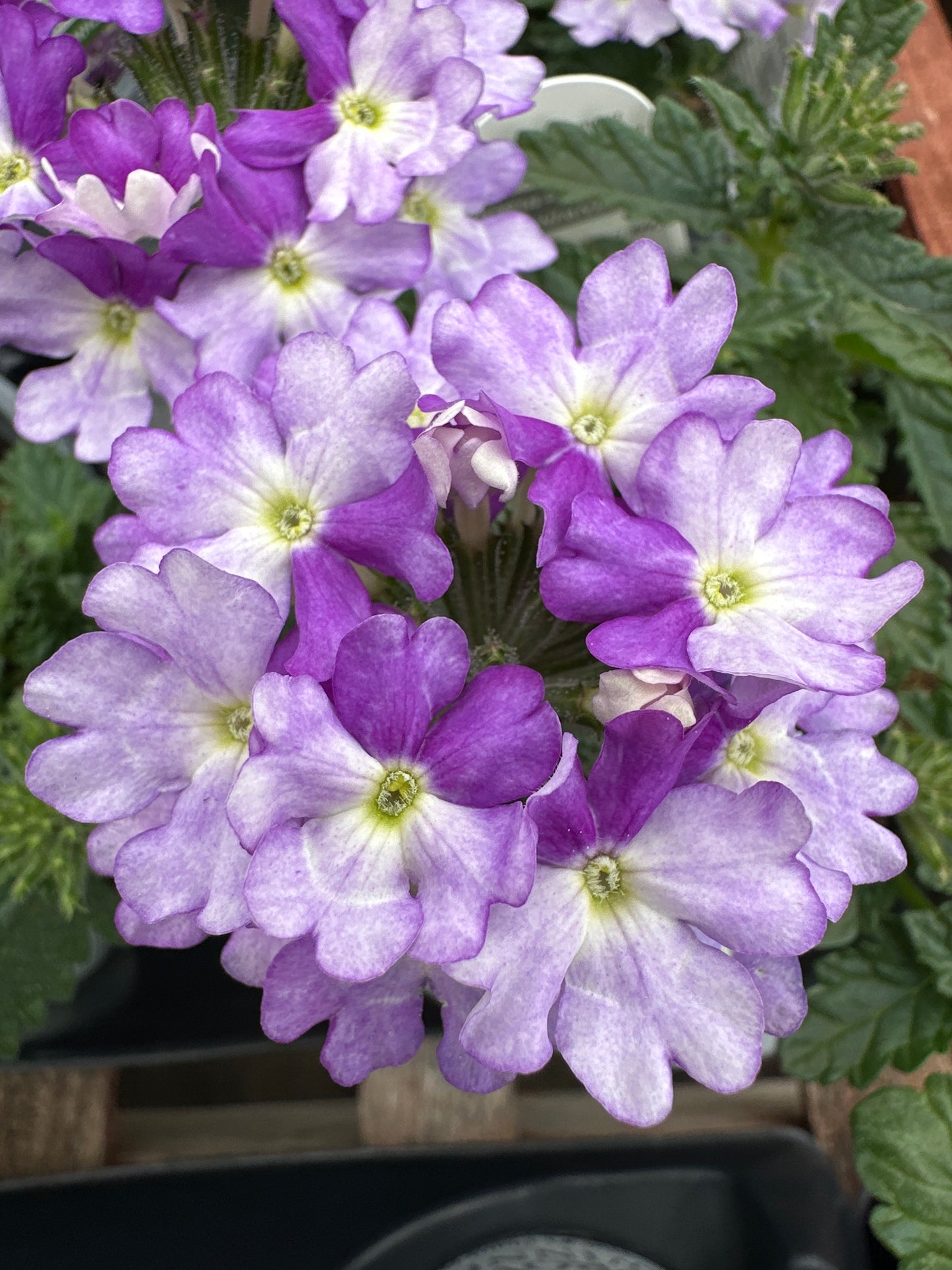 VERBENA SUPERBENA SPARKLING AMETHYST - QUART POT