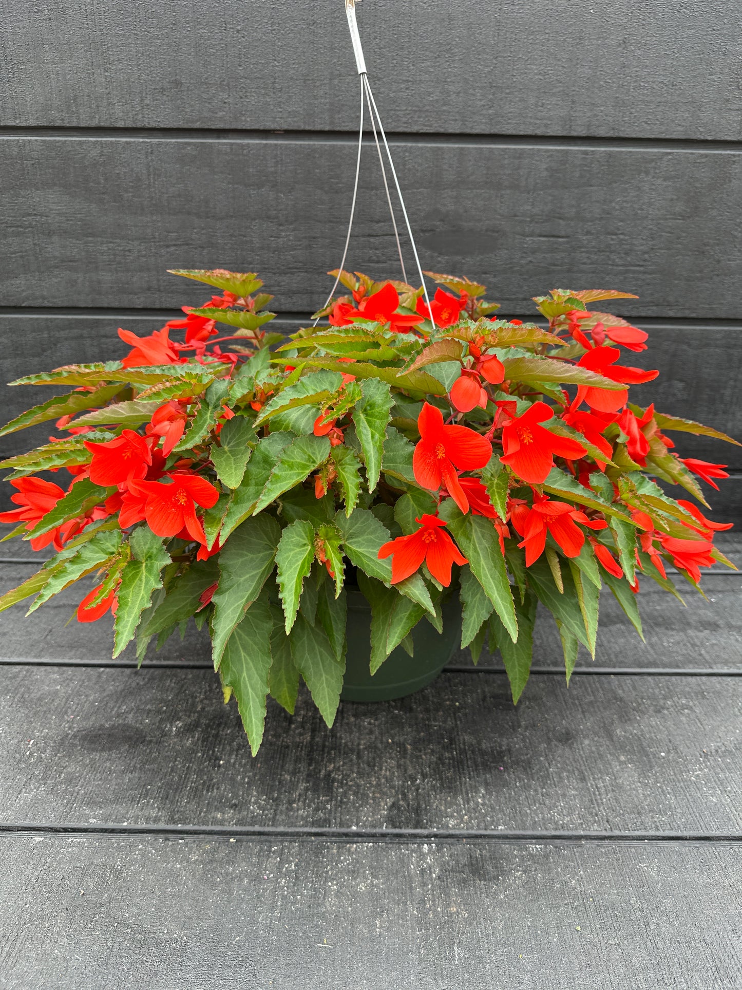 BEGONIA ENCANTO ORANGE - 10" HANGING BASKET