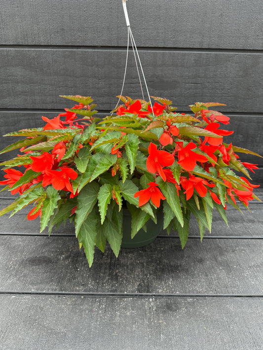 BEGONIA ENCANTO ORANGE - 10" HANGING BASKET