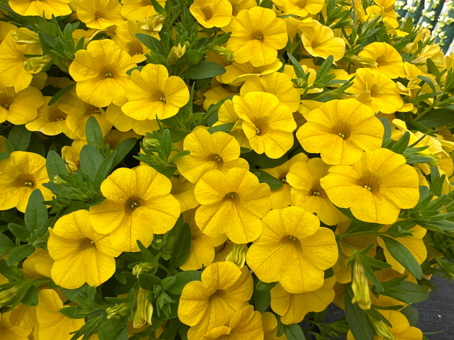 CALIBRACHOA CABARET DEEP YELLOW - 10'' HANGING BASKET