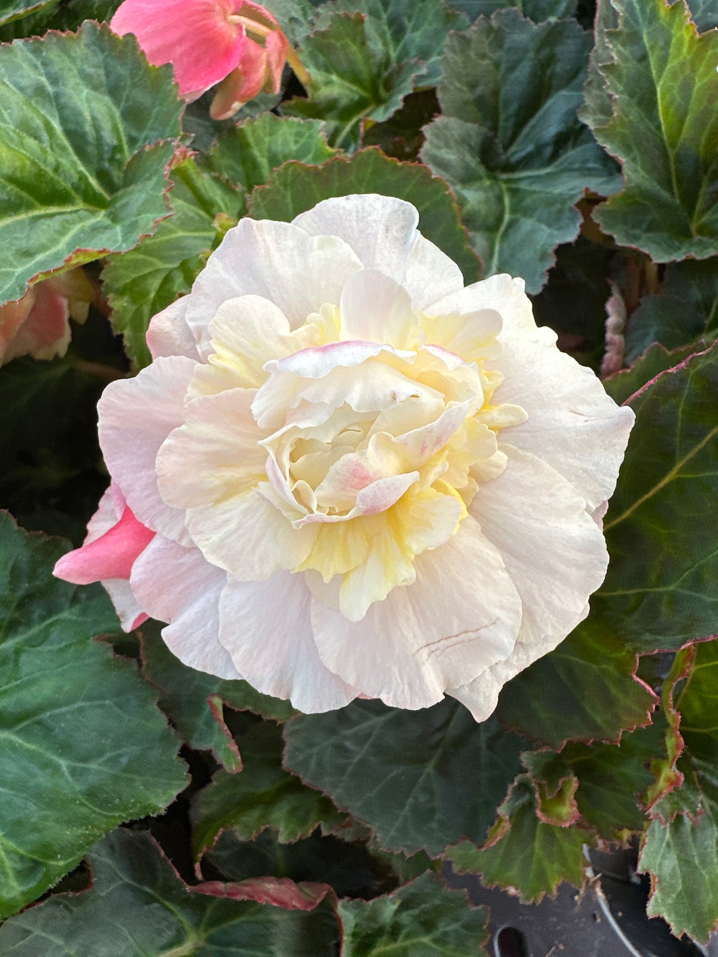 BEGONIA SWEETSPICE APPLEBLOSSOM - 4'' POT