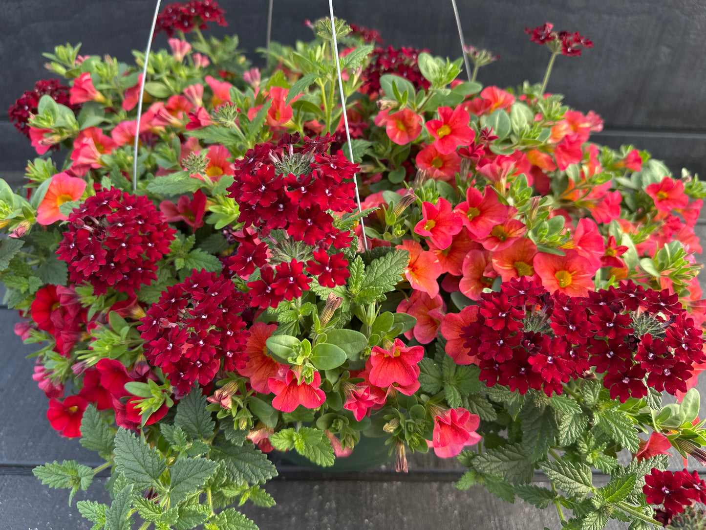 COMBO GLAM BAM - 12" HANGING BASKET