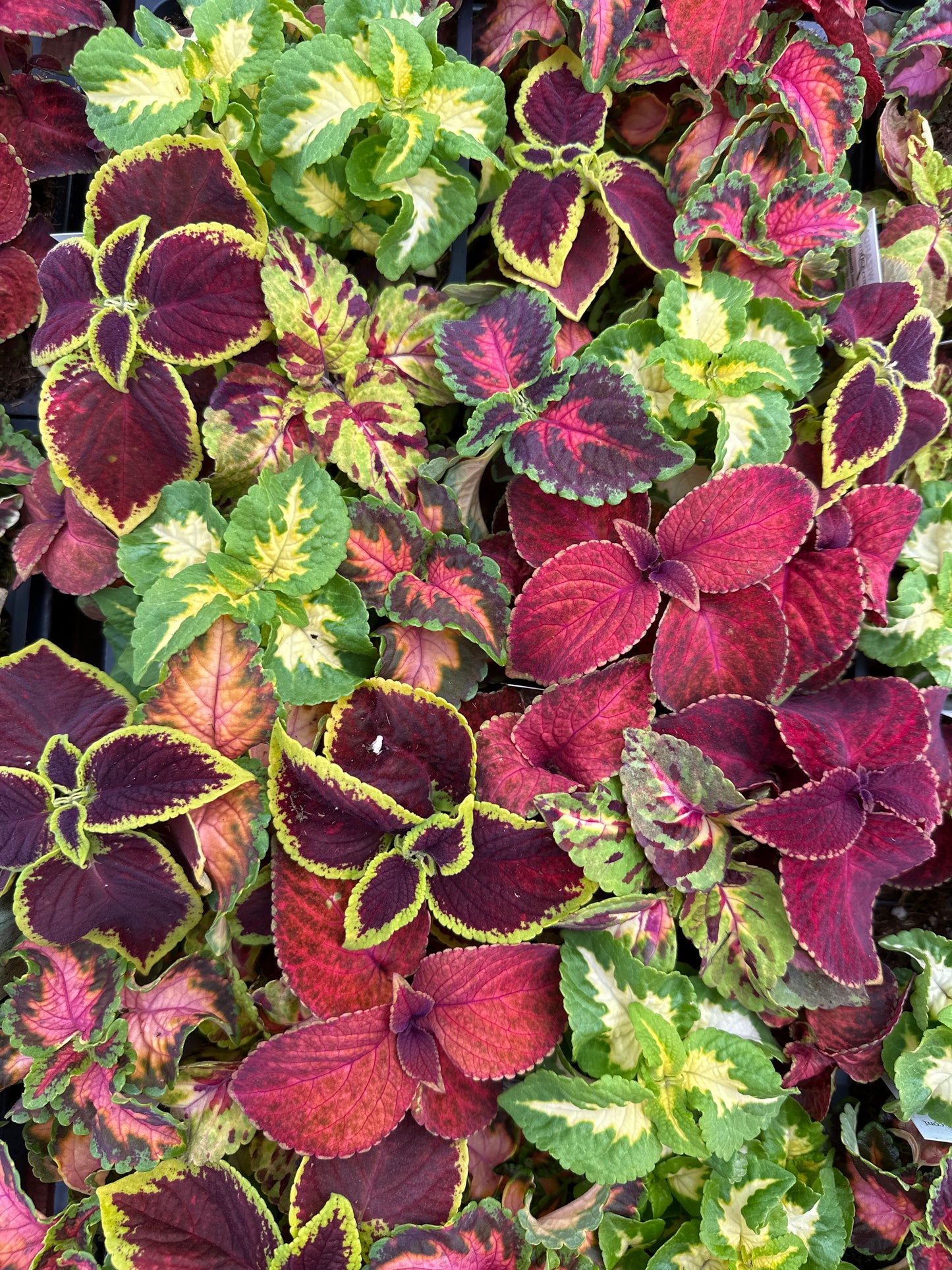 COLEUS WIZARD SELECT MIX - FLAT OF 48 PLANTS