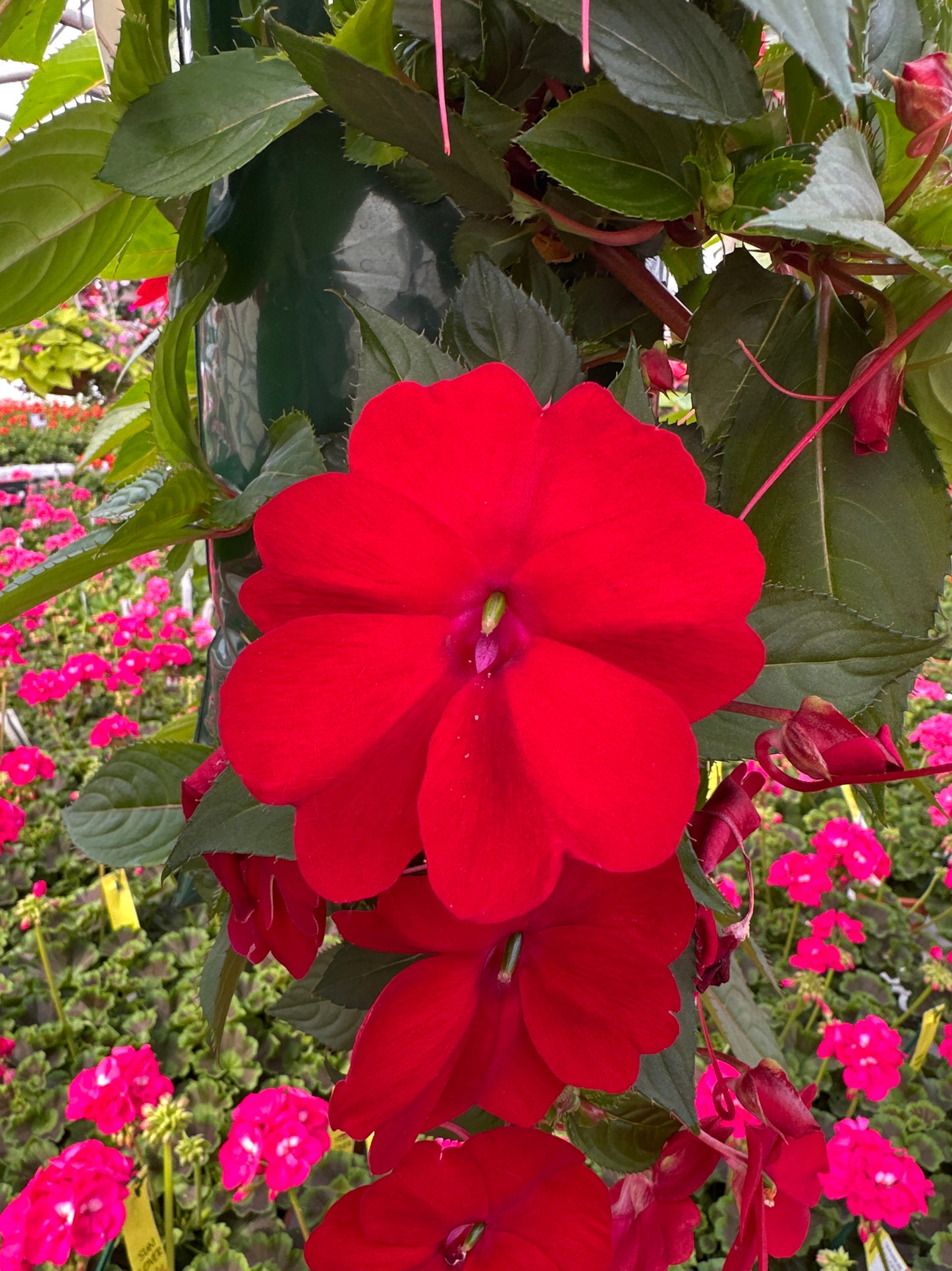 SUNPATIENS COMPACT RED - FLOWER BAG