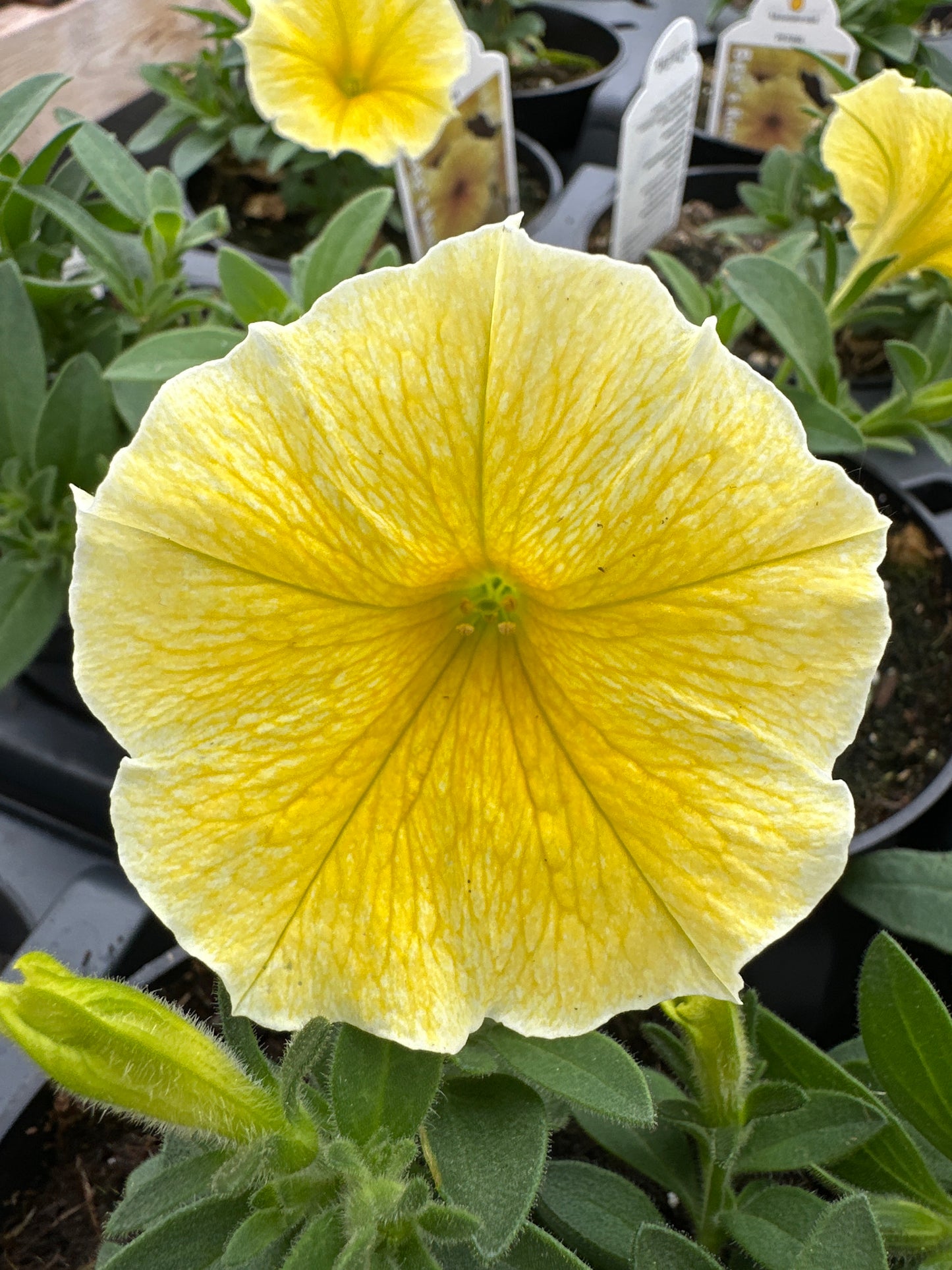 PETUNIA BEE'S KNEES - 4" POT