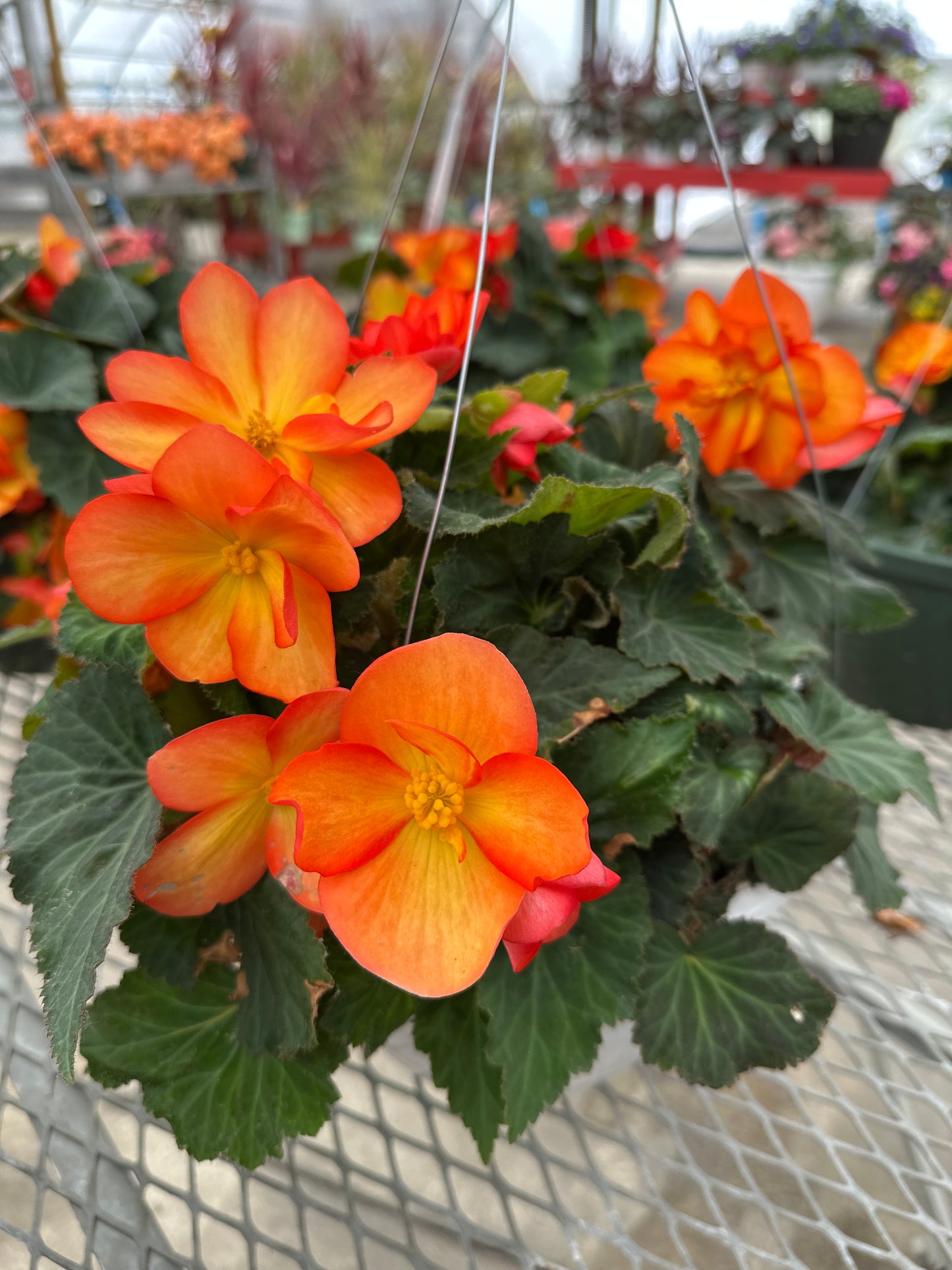 BEGONIA NON-STOP FIRE - 10" HANGING BASKET