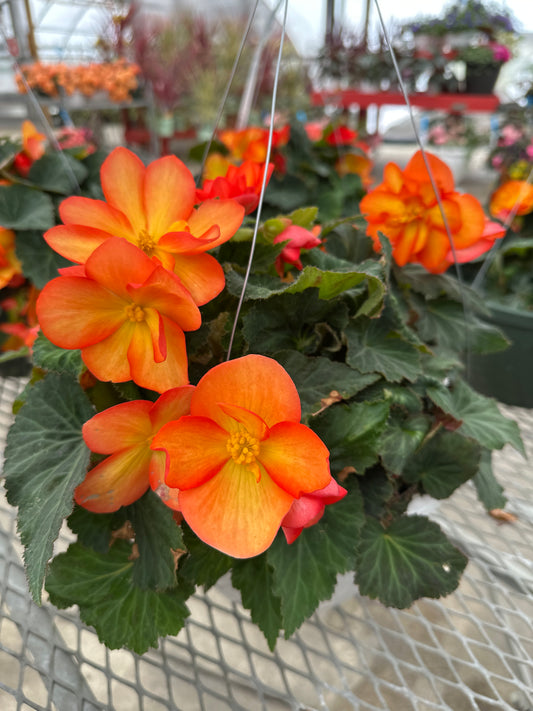 BEGONIA NON-STOP FIRE - 10" HANGING BASKET