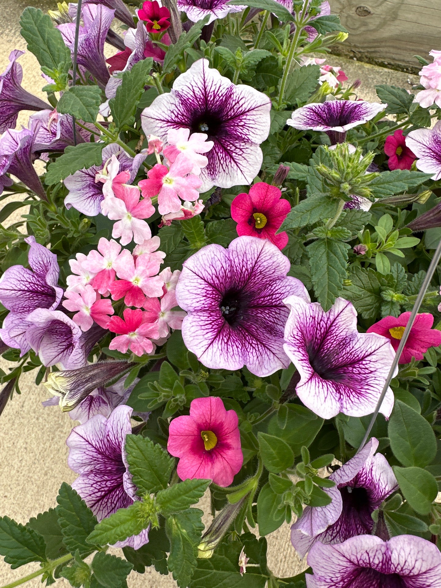 BASKET #29 - 10'' HANGING BASKET