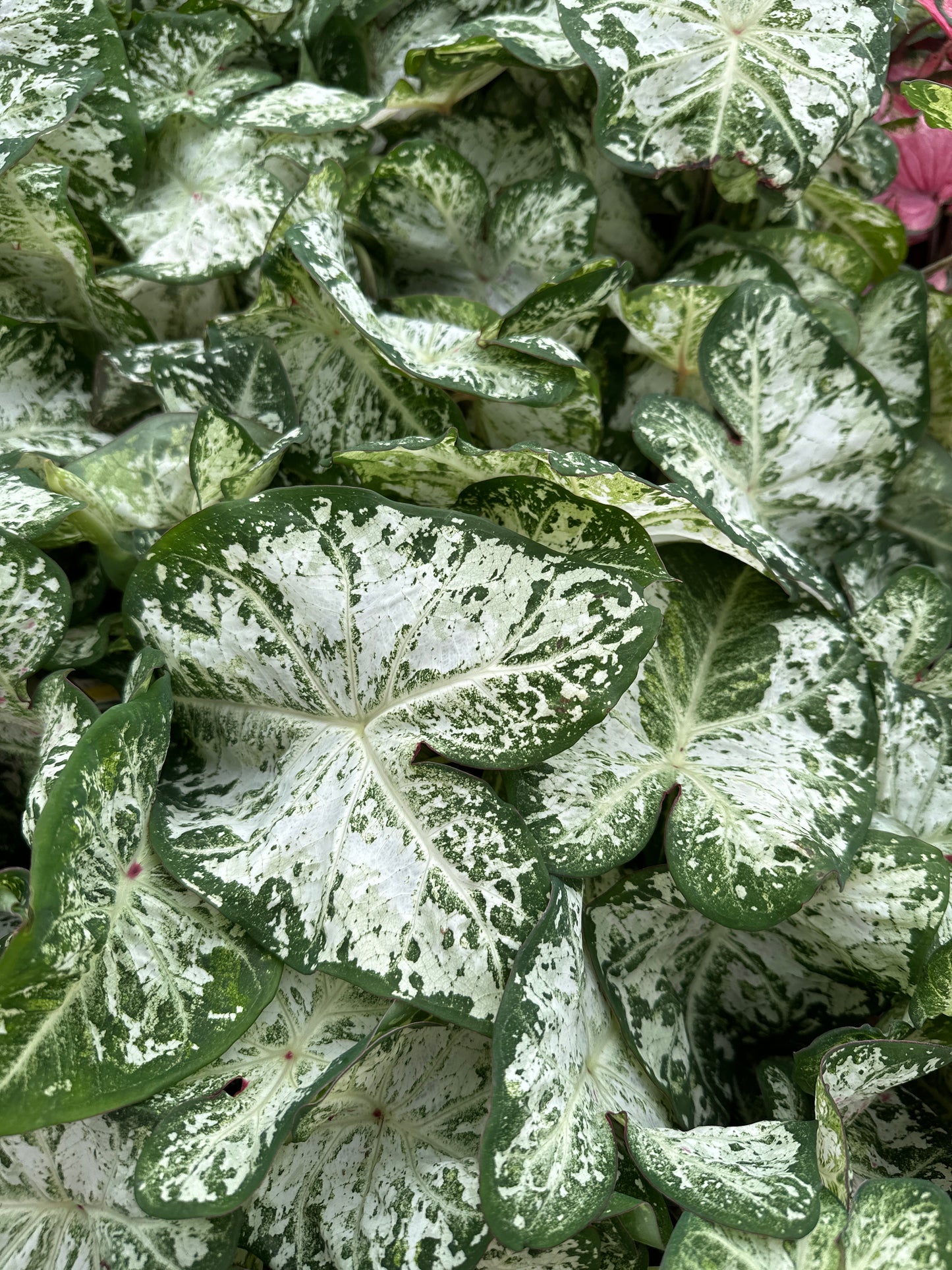 Heart to Heart Caladium