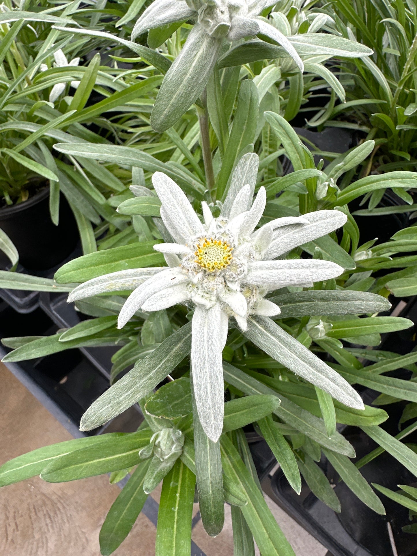 LEONTOPODIUM ALPINUM EDELWEISS - QUART POT