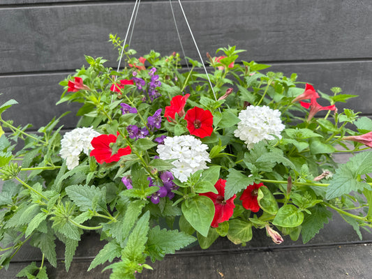 COMBO FREEDOM - 12" HANGING BASKET