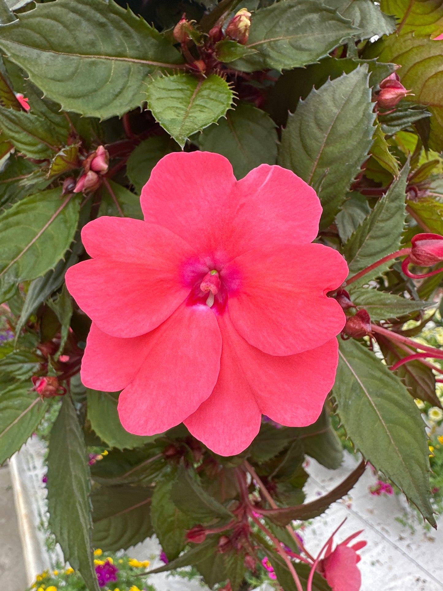 SUNPATIENS COMPACT CORAL PINK - FLOWER BAG
