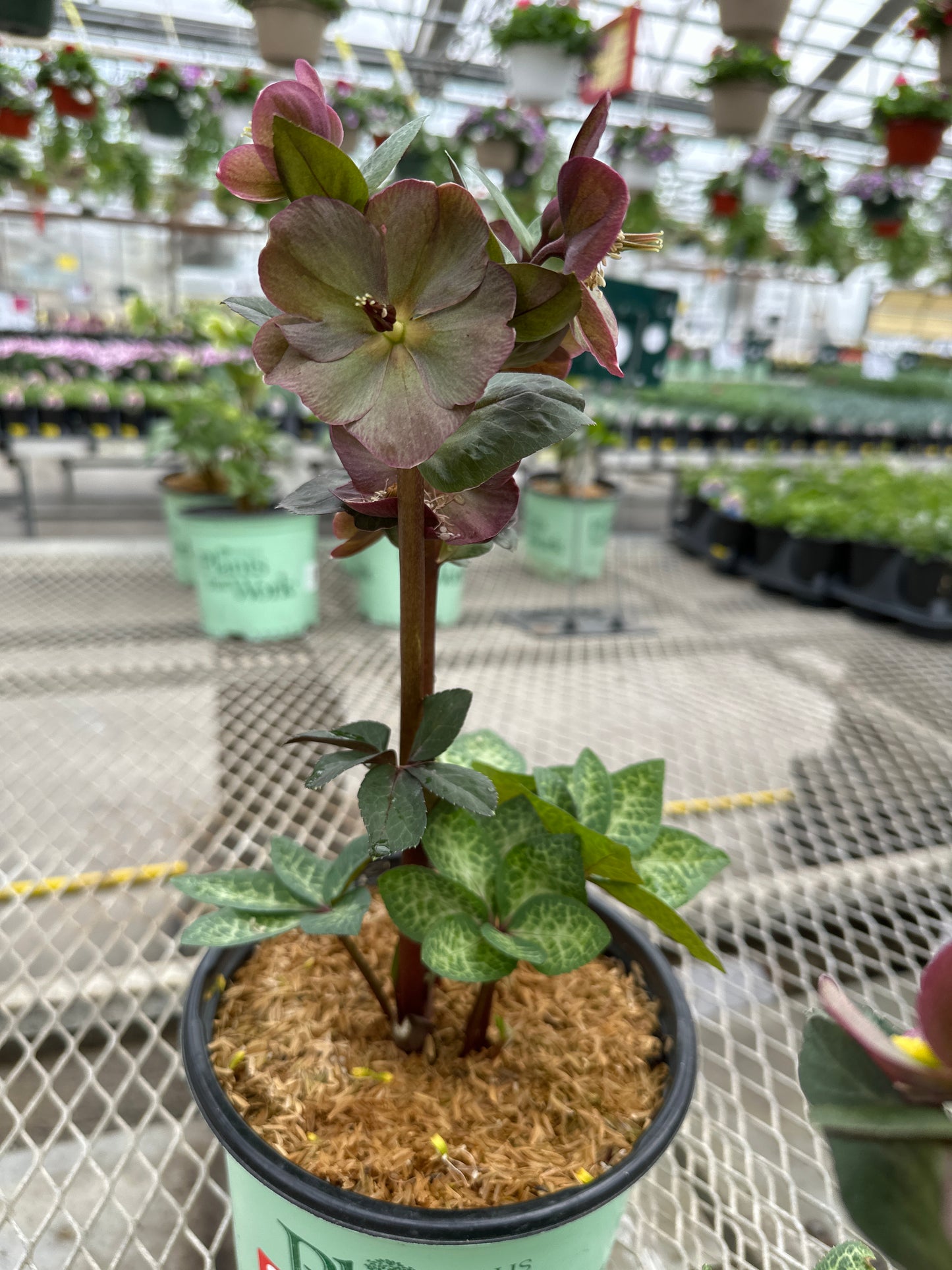 Helleborus 'Vibey Violet'