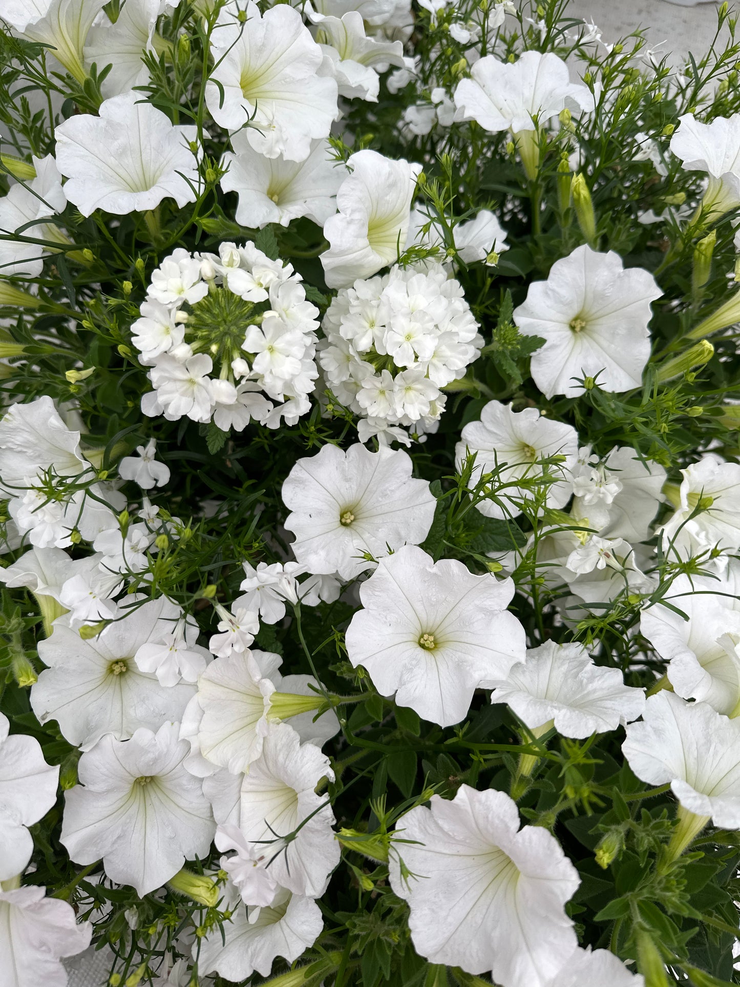 COMBO WALK ON A CLOUD - 6" POT