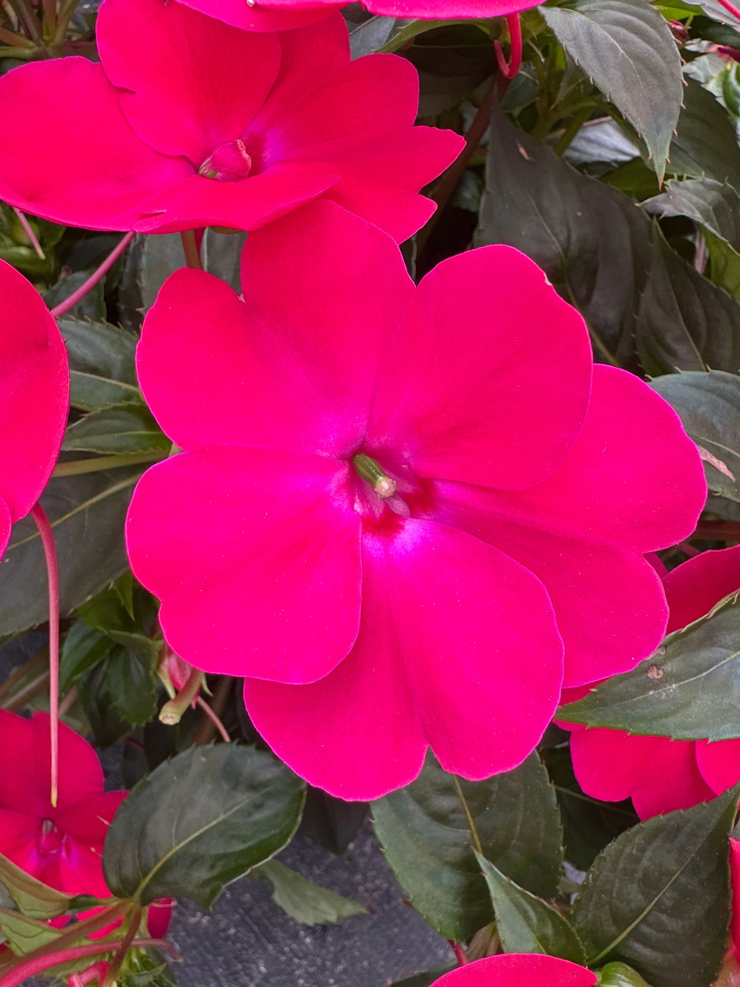 SUNPATIENS COMPACT ROSE GLOW - 10" HANGING BASKET