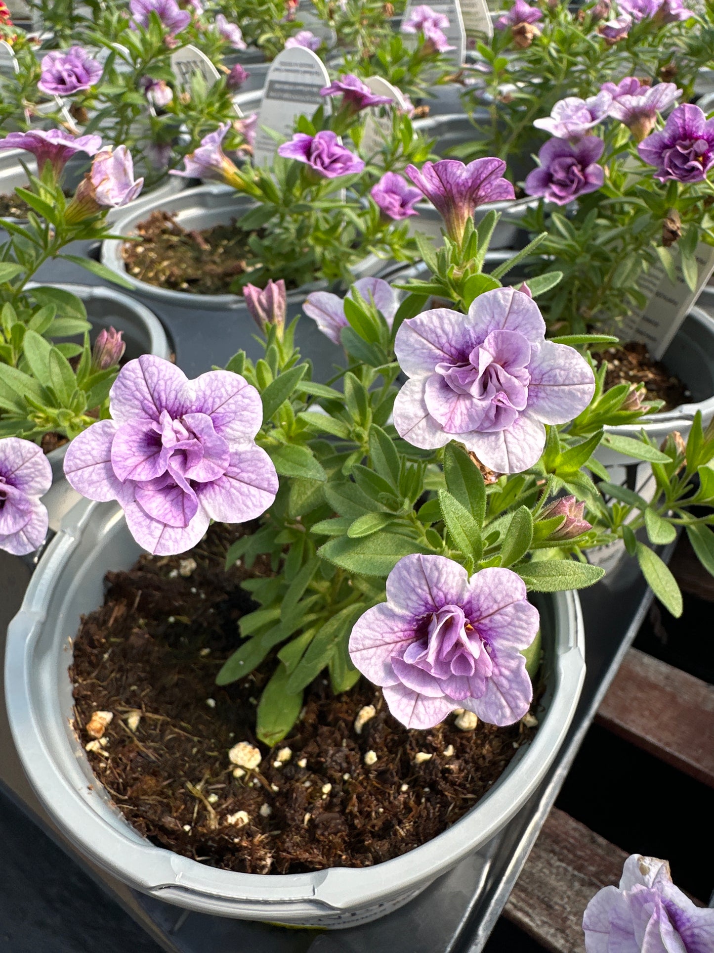 CALIBRACHOA SUPERBELLS DOUBLE TWILIGHT - QUART POT