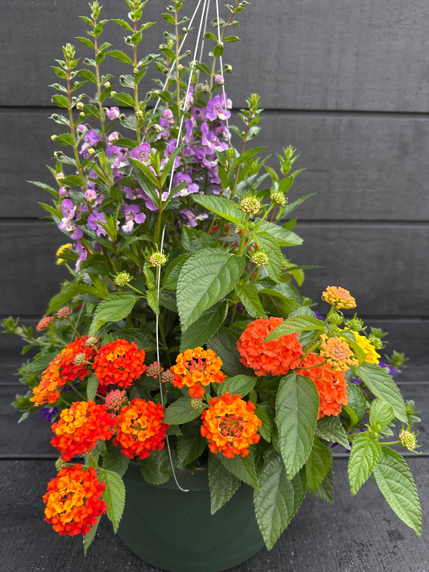 BASKET #85 - 12" HANGING BASKET