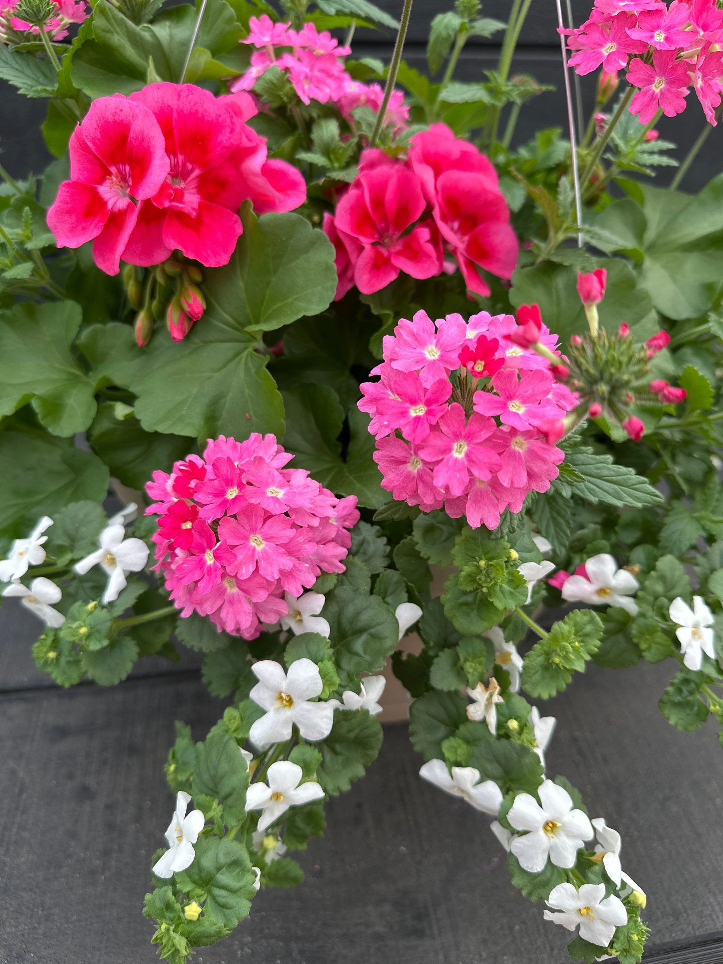 BASKET #15 - 12'' HANGING BASKET