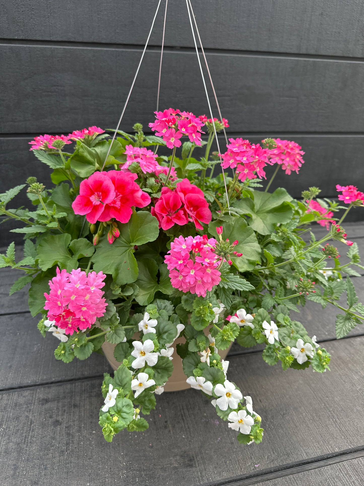 BASKET #15 - 12'' HANGING BASKET