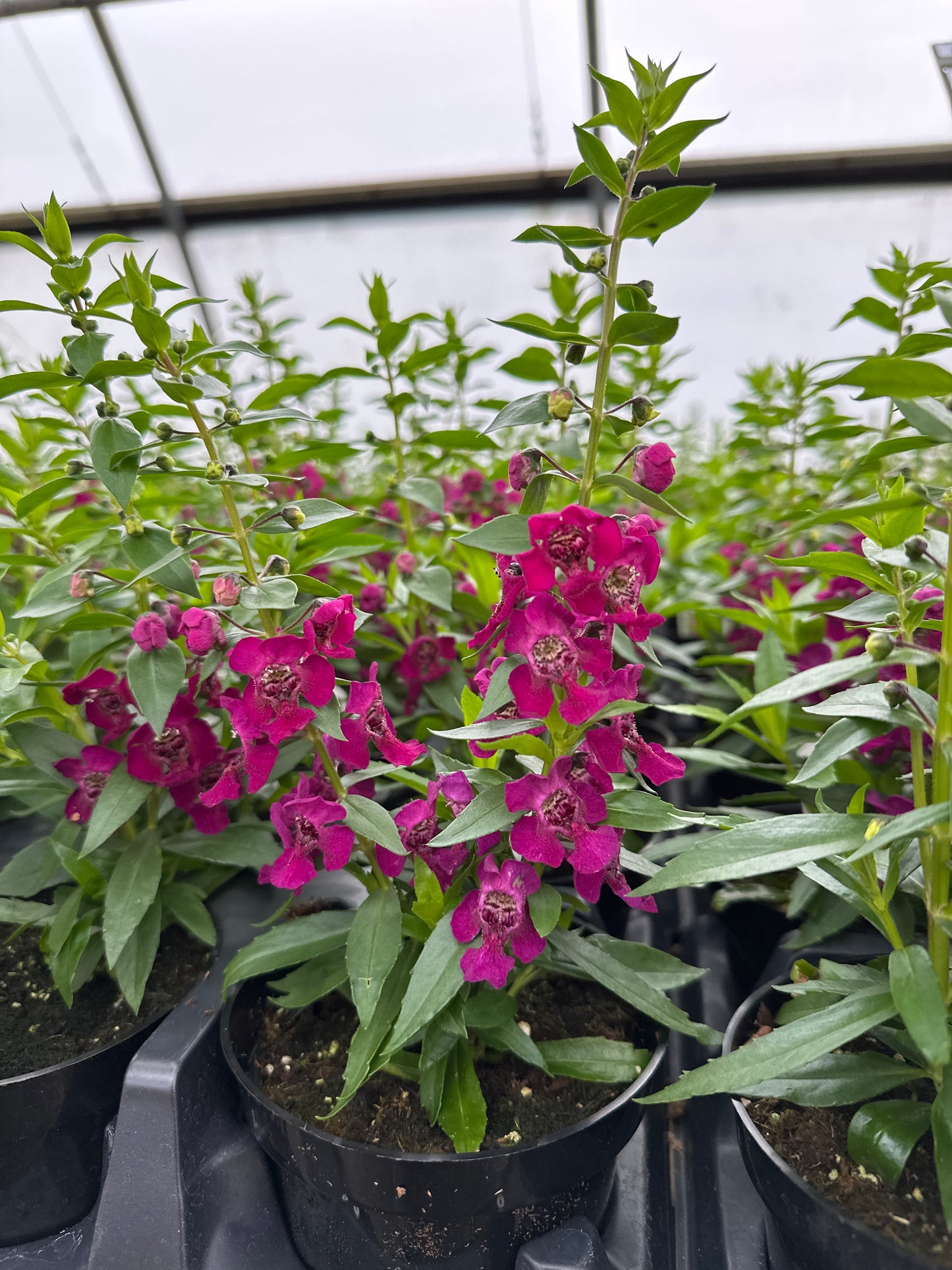 ANGELONIA ARCHANGEL FUCHSIA - 4" Pot