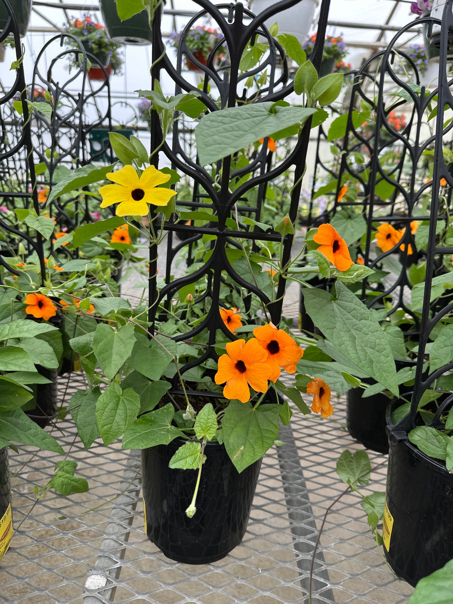 THUNBERGIA SUNNY SUSY ORANGE & YELLOW - 1 GALLON WITH TRELLIS