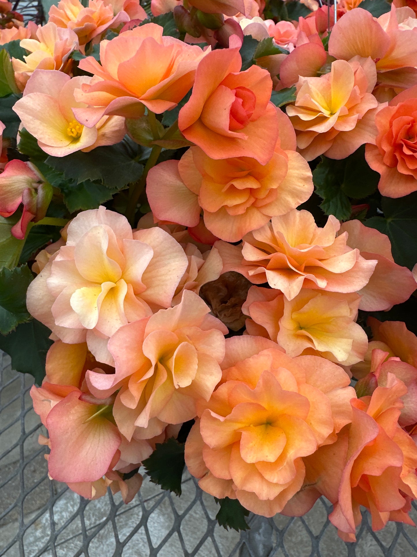 BEGONIA SOLENIAS APRICOT - 10'' HANGING BASKET