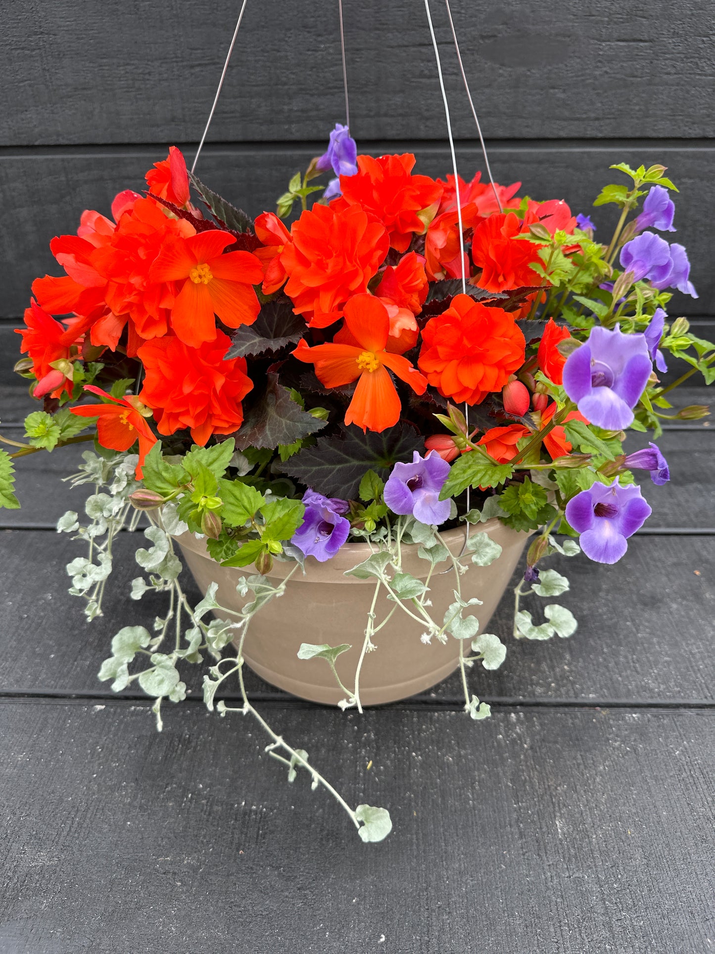 BASKET #76 - 12" HANGING BASKET
