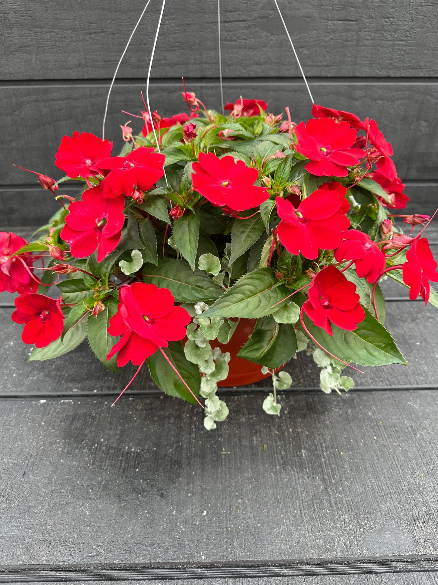 BASKET #36 - 12'' HANGING BASKET